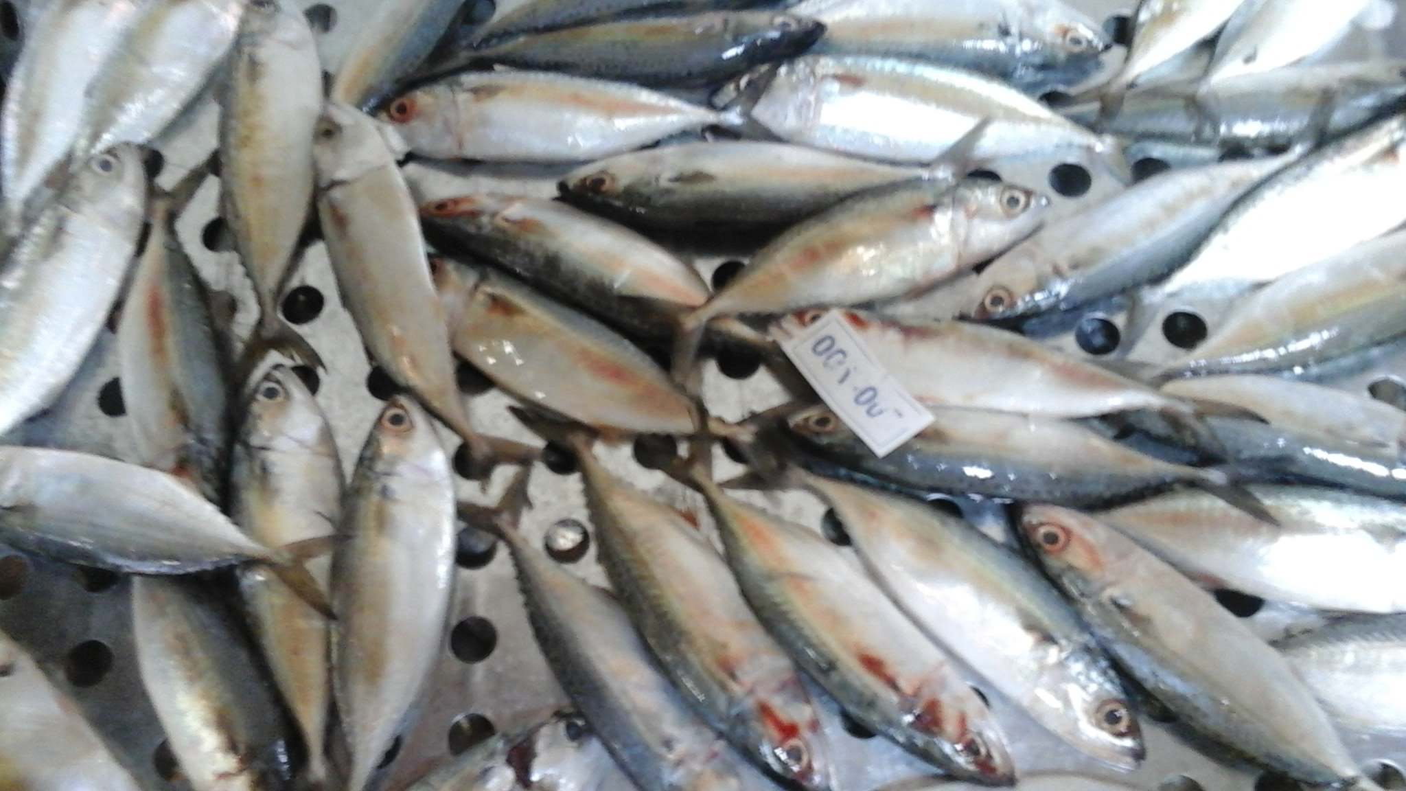 INDIAN MACKEREL