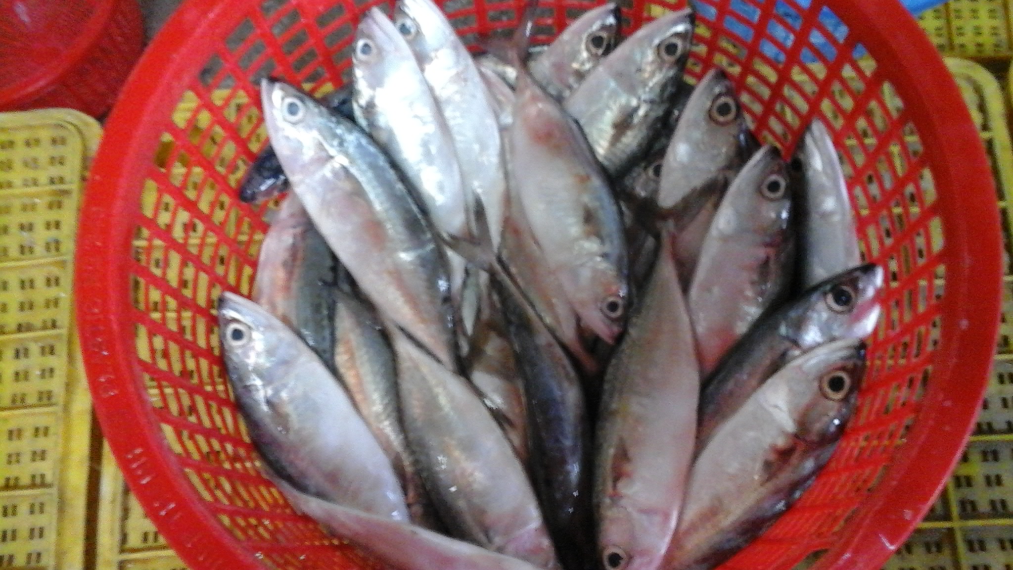 INDIAN MACKEREL