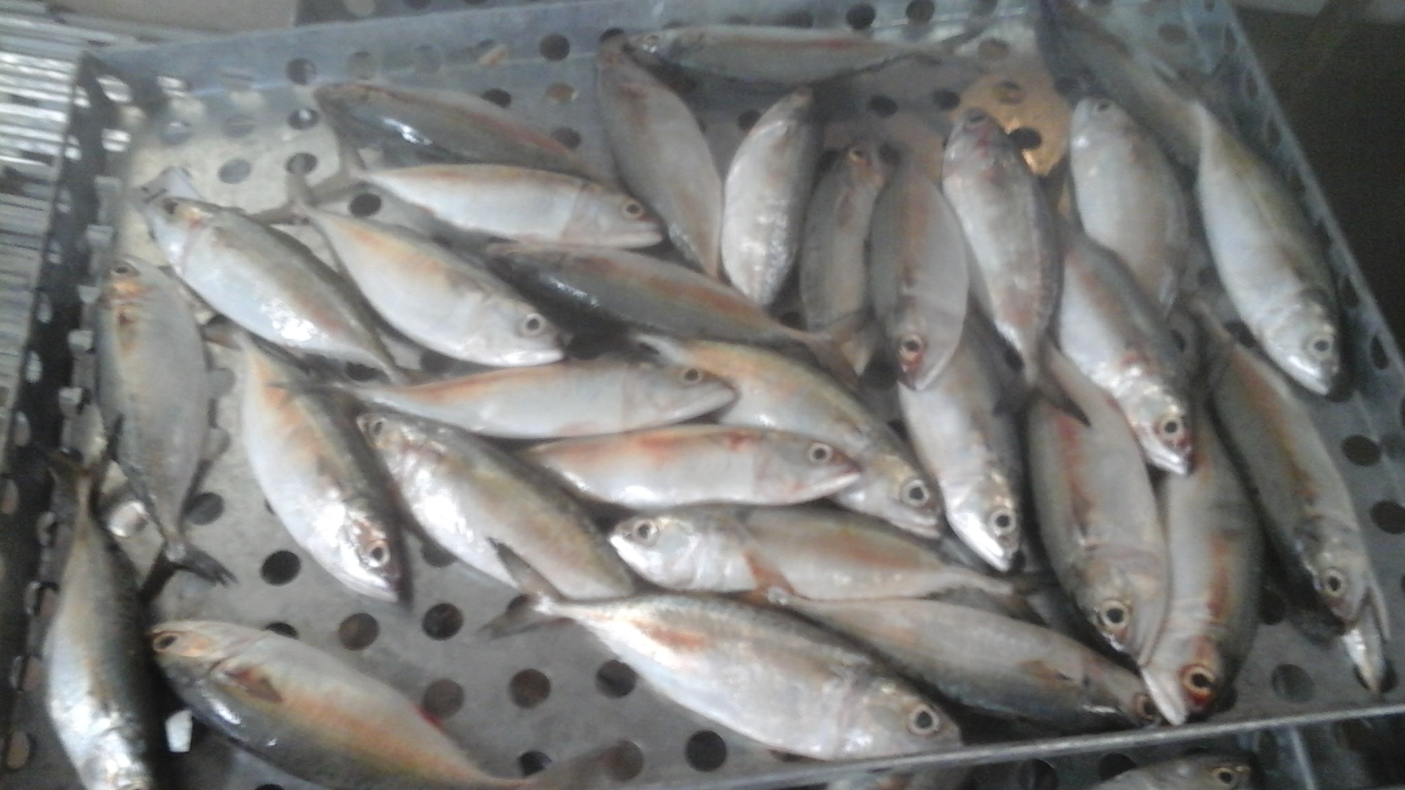 INDIAN MACKEREL