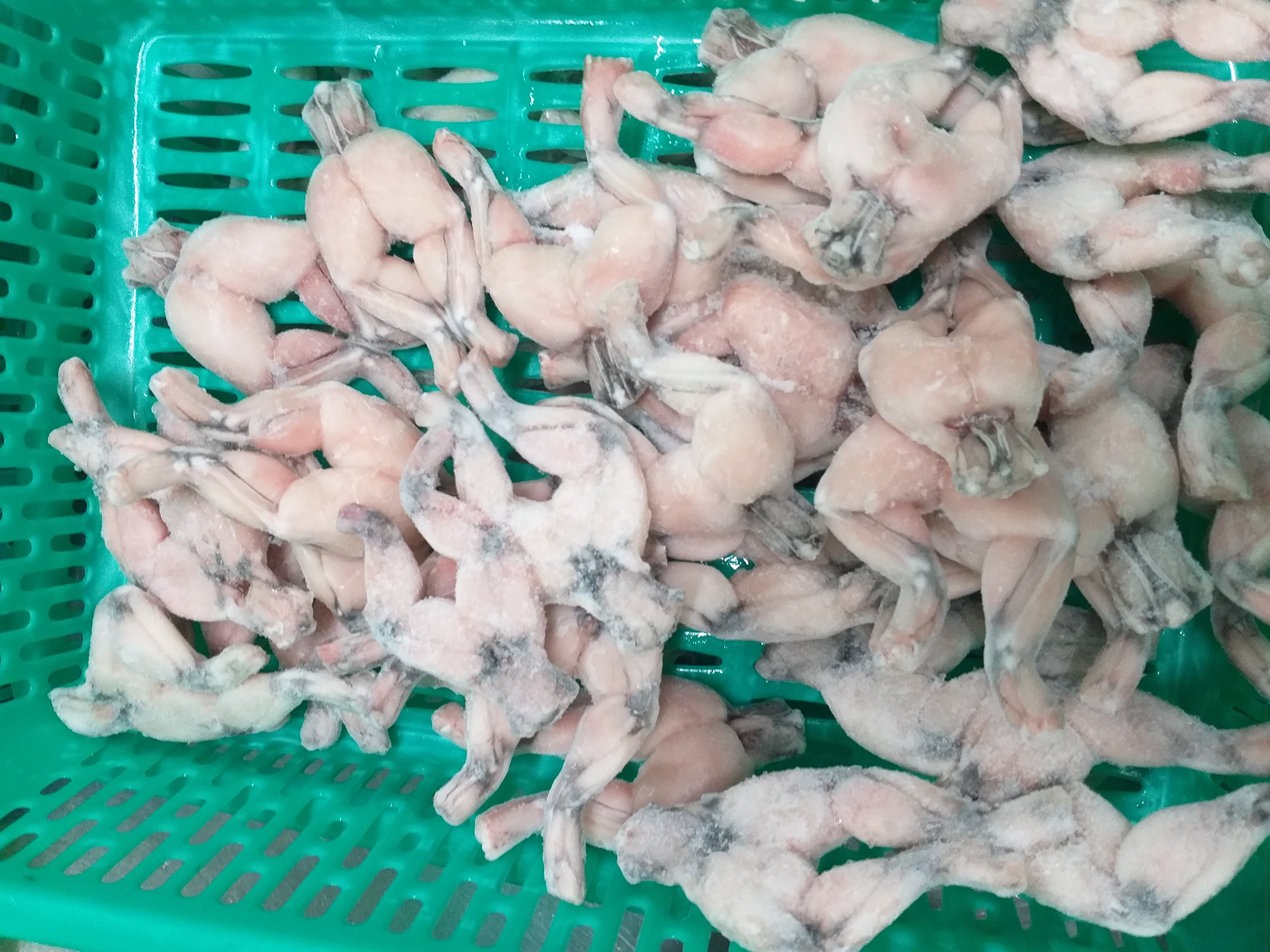 FROZEN FROG LEGS