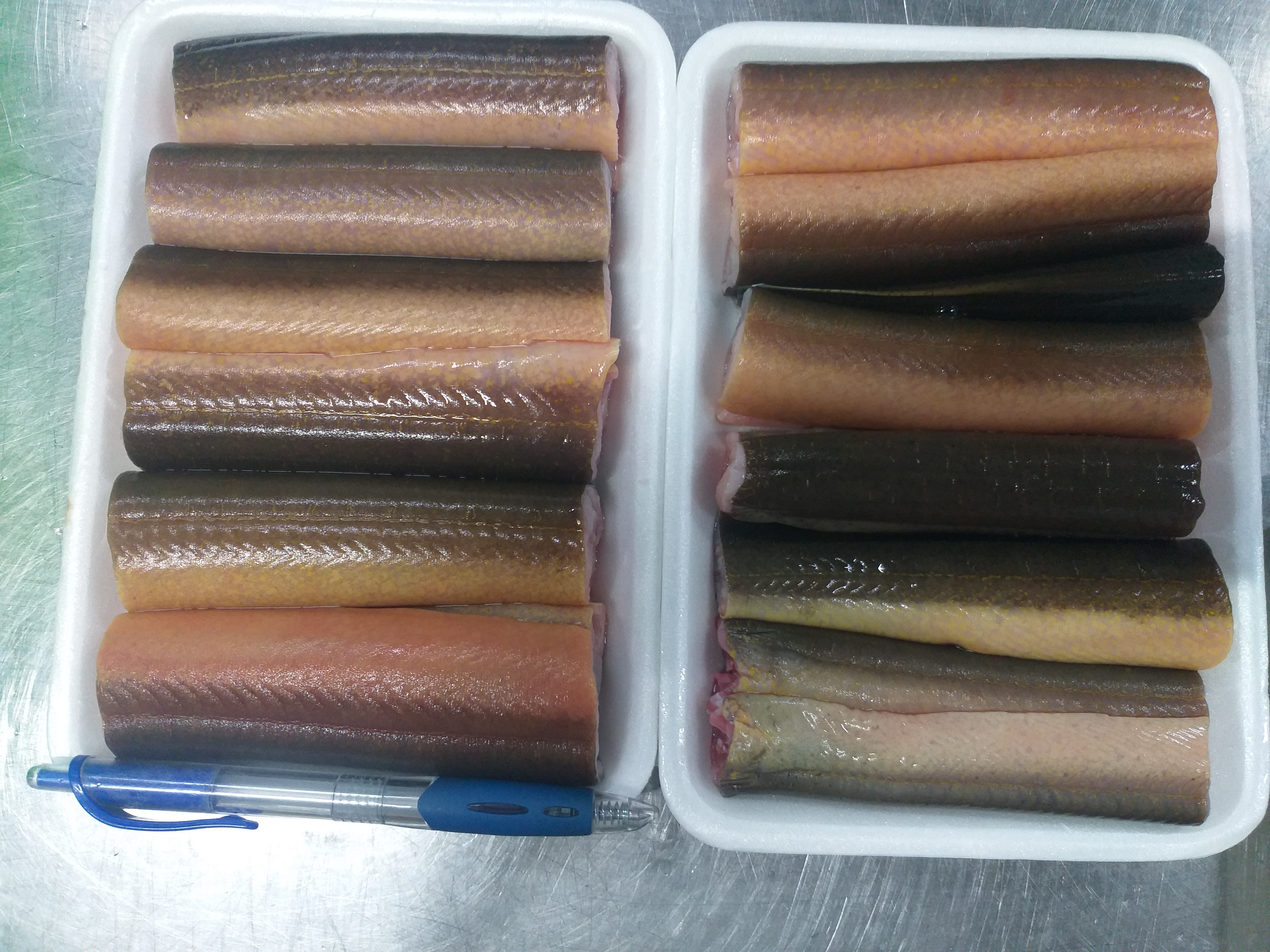 FROZEN EEL ( FRESH WATER EEL )