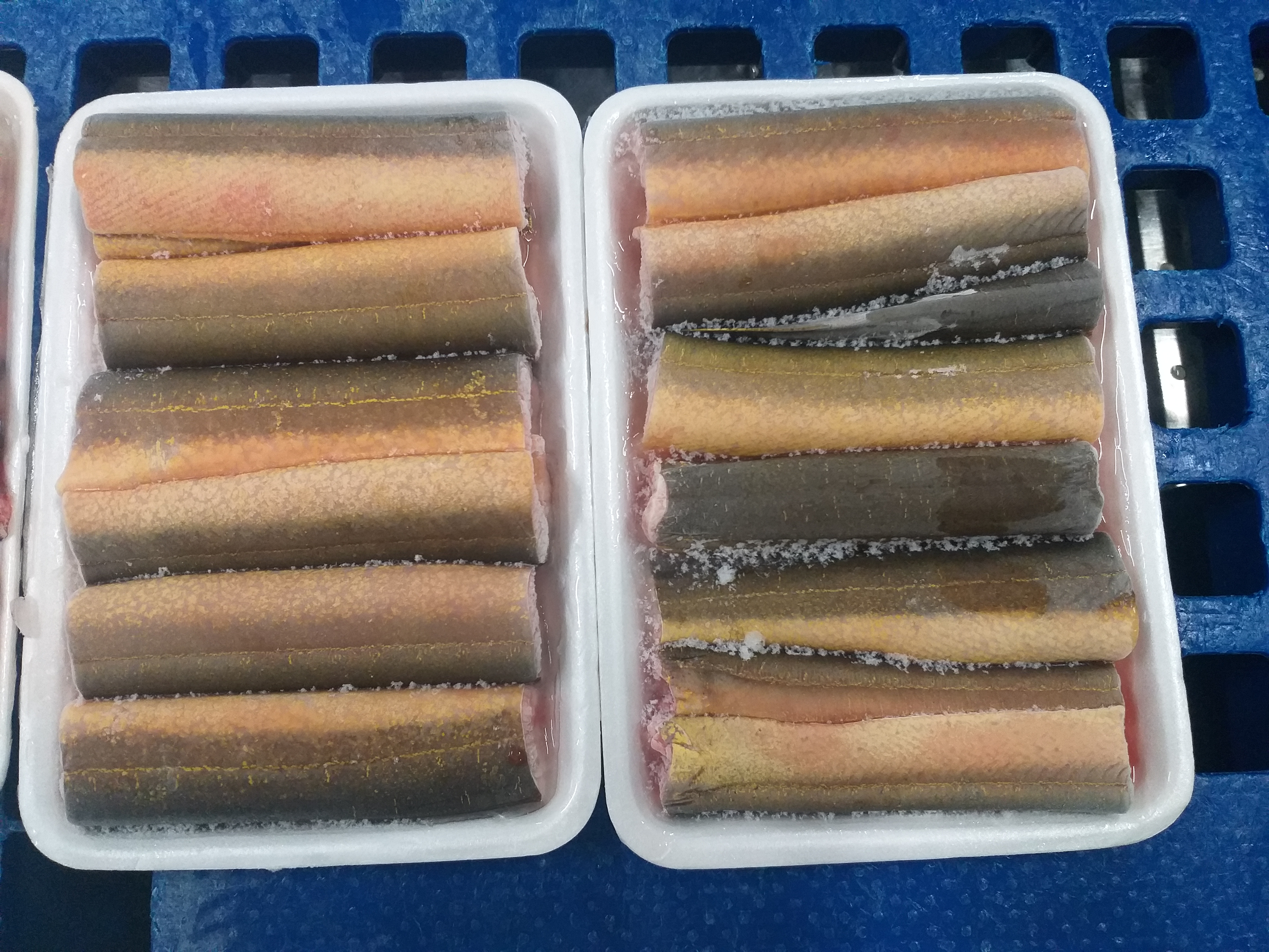 FROZEN EEL ( FRESH WATER EEL )