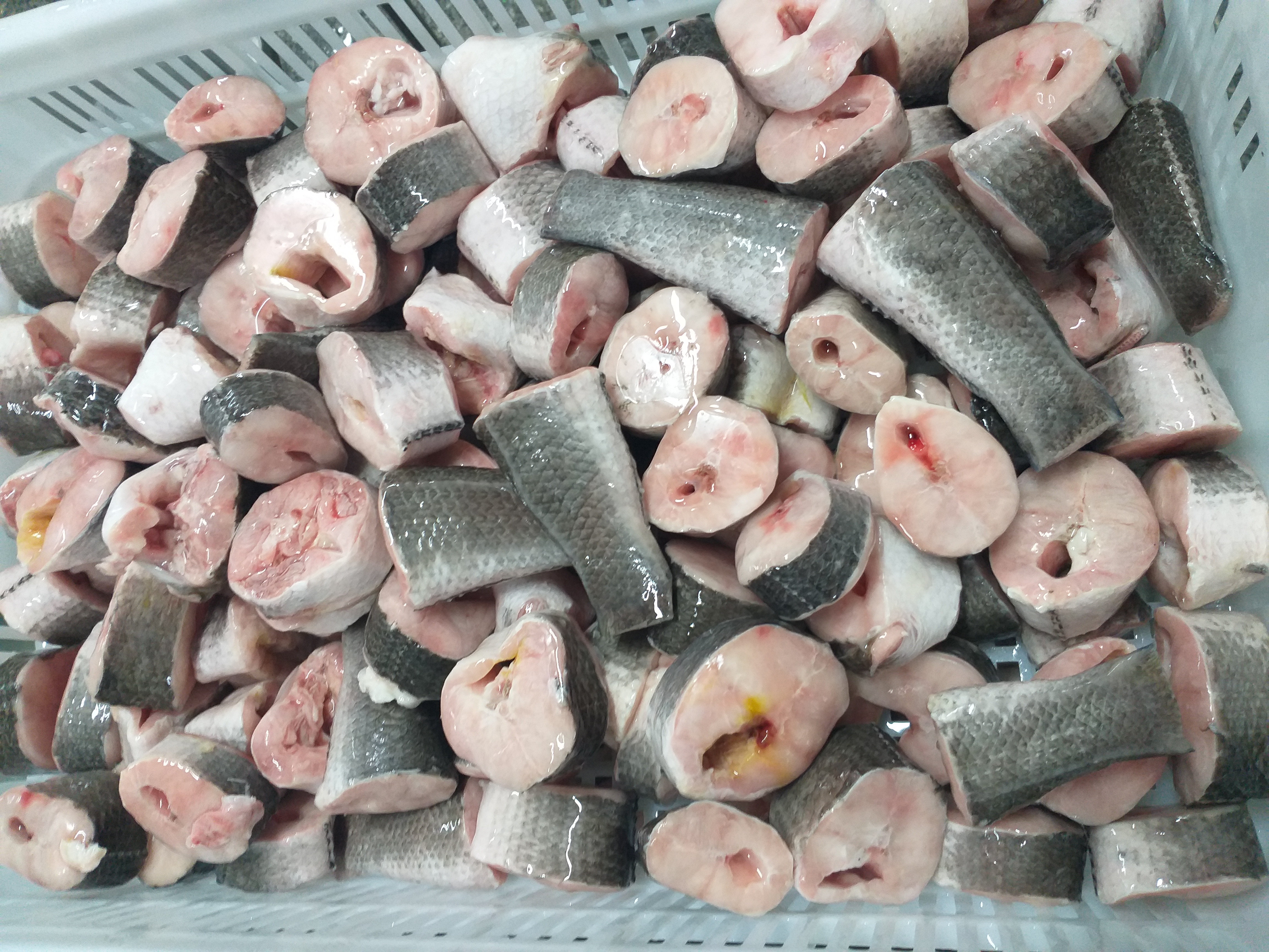 FROZEN SNAKEHEAD ( SHOIL ) STEAK