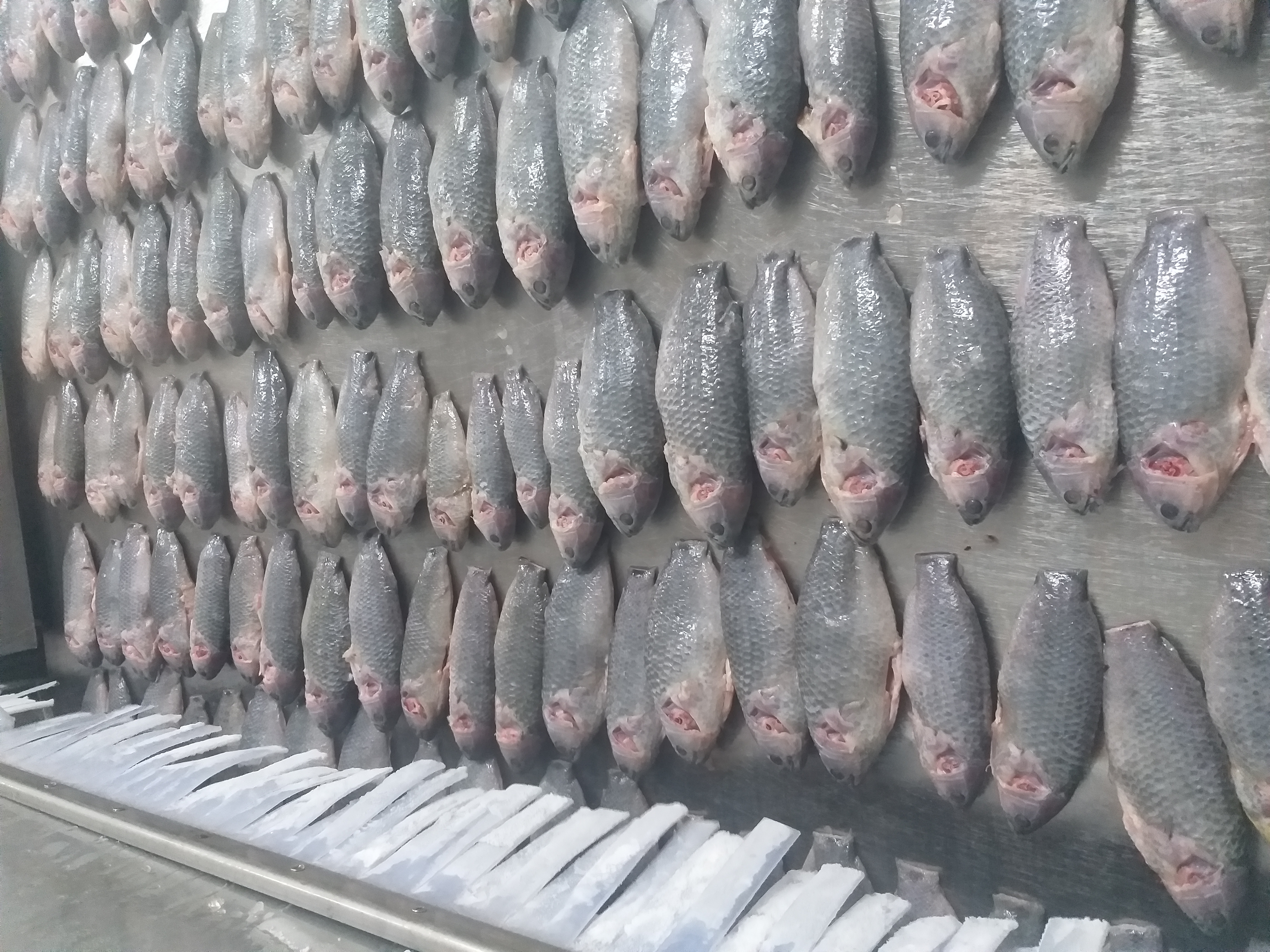 FROZEN CLIMBING FISH ( KOI )