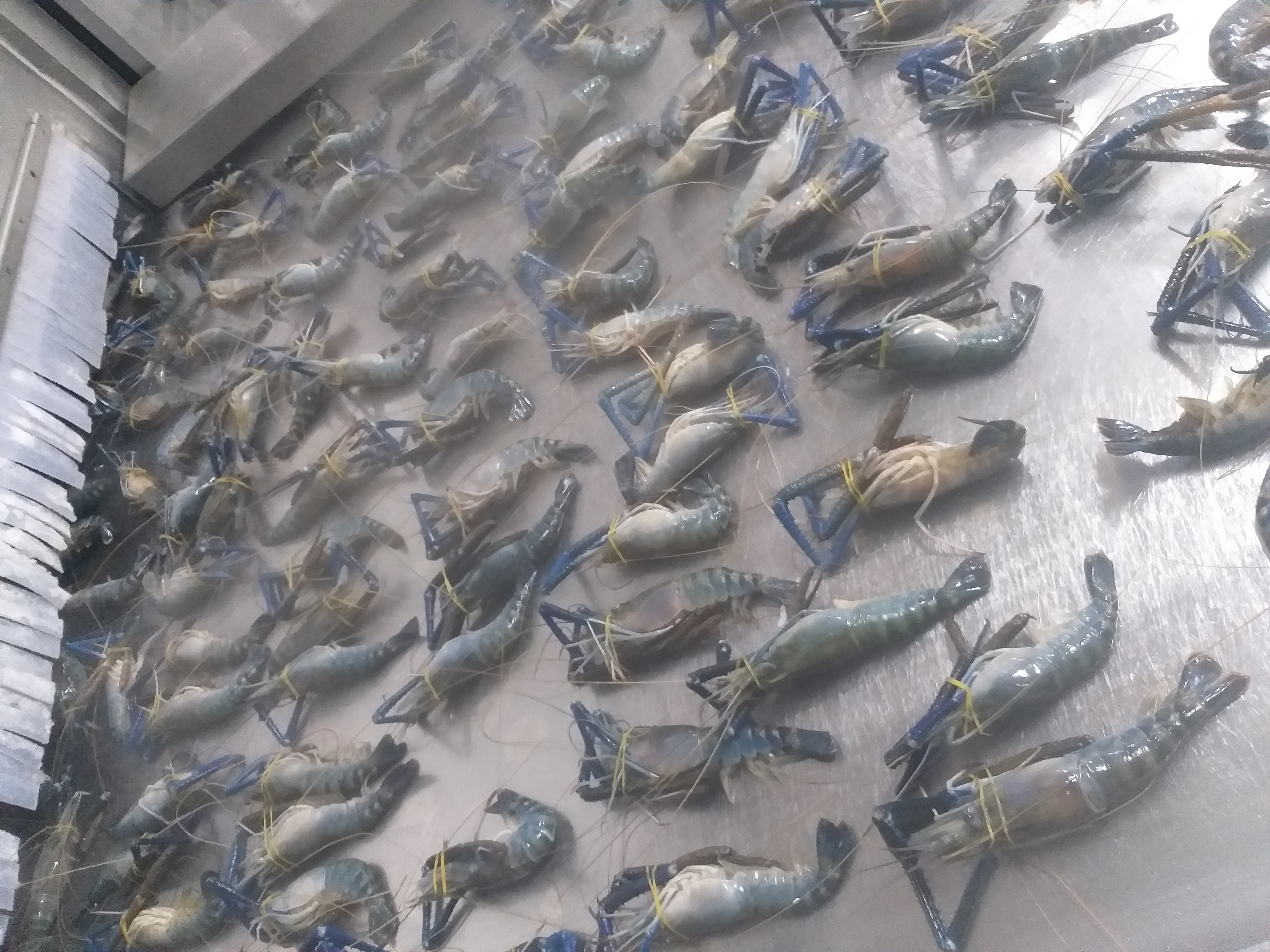 FROZEN FRESH WATER SHRIMP ( SCAMPI )