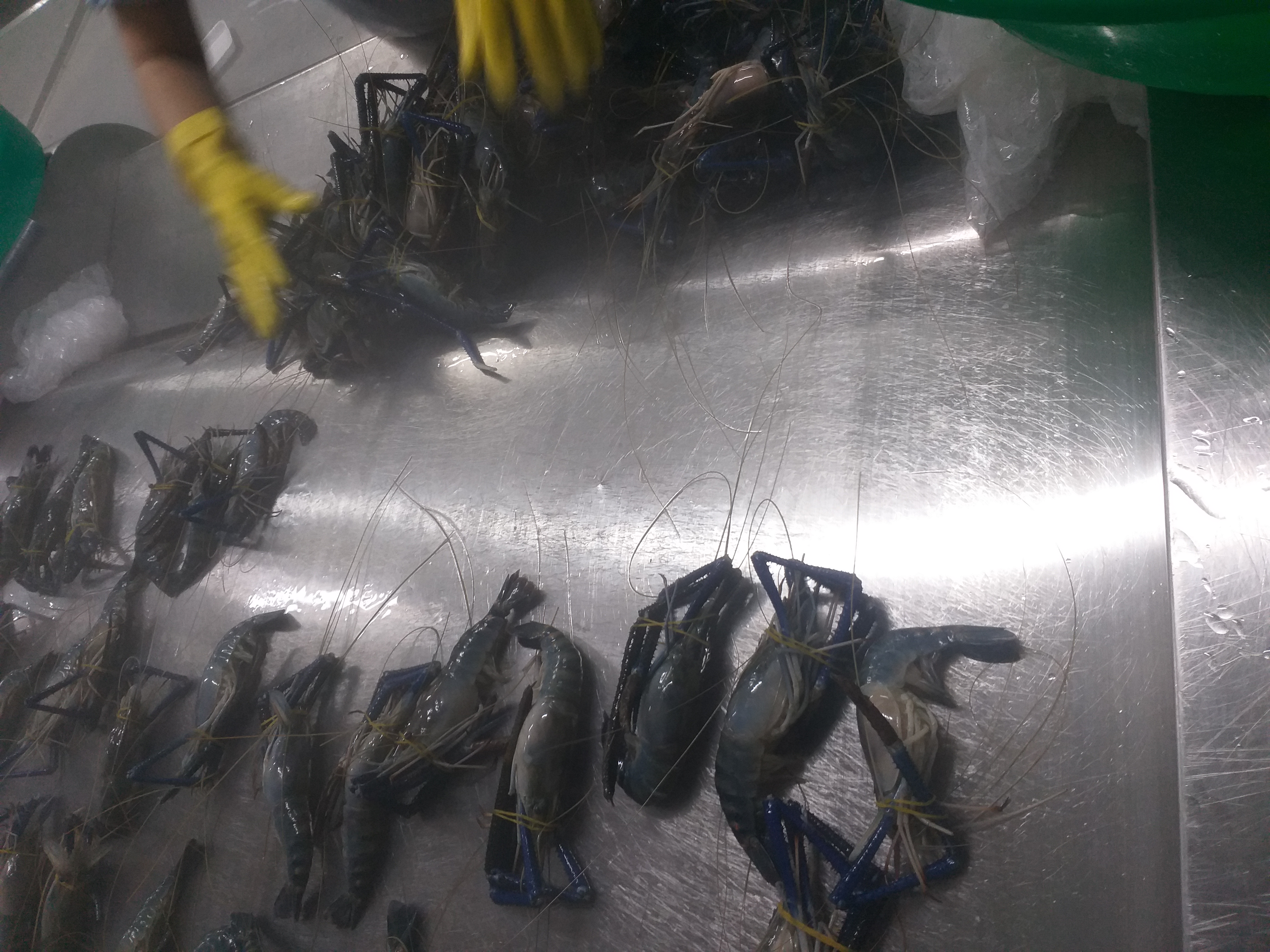 FROZEN FRESH WATER SHRIMP ( SCAMPI )