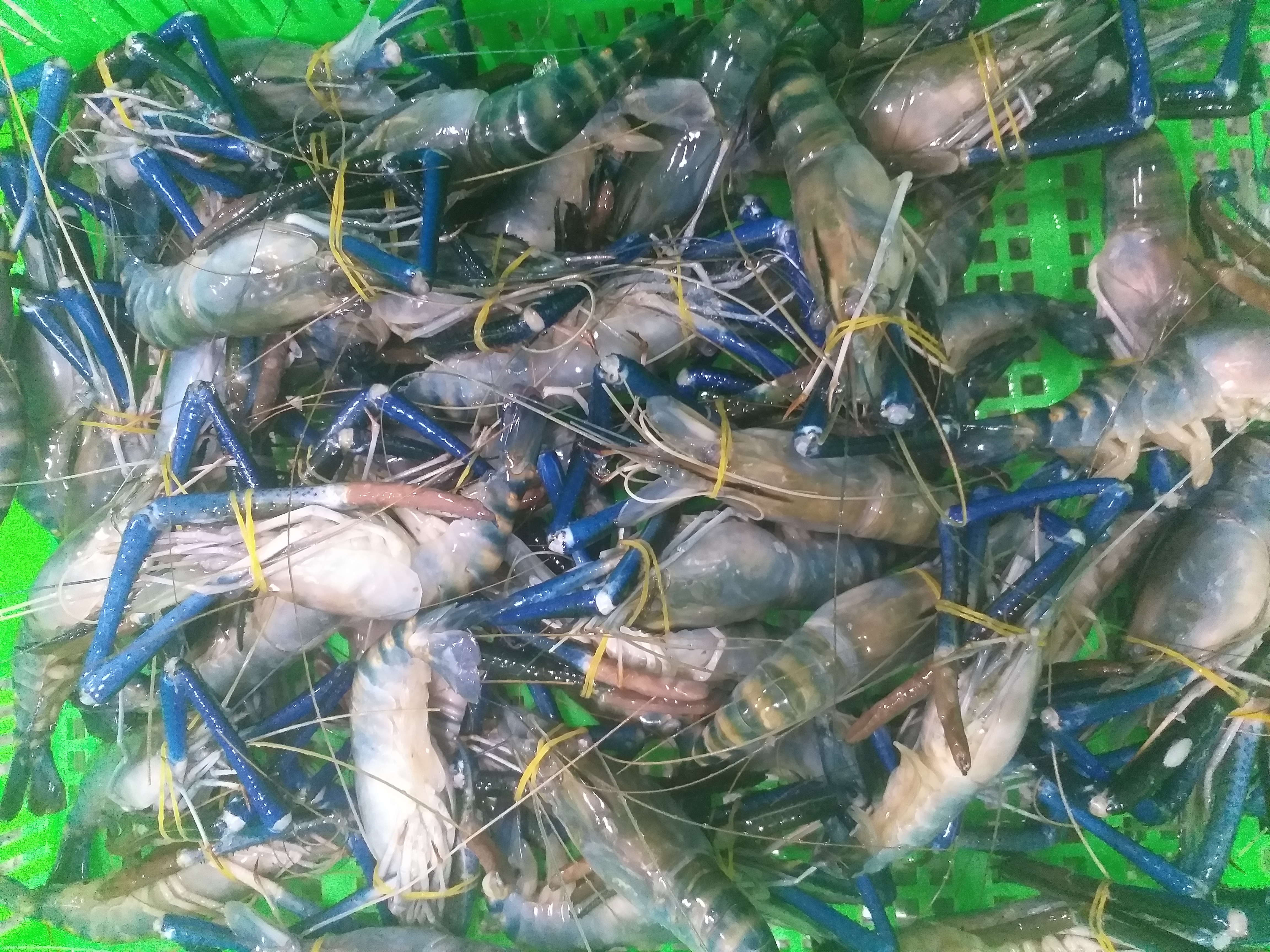 FROZEN FRESH WATER SHRIMP ( SCAMPI )