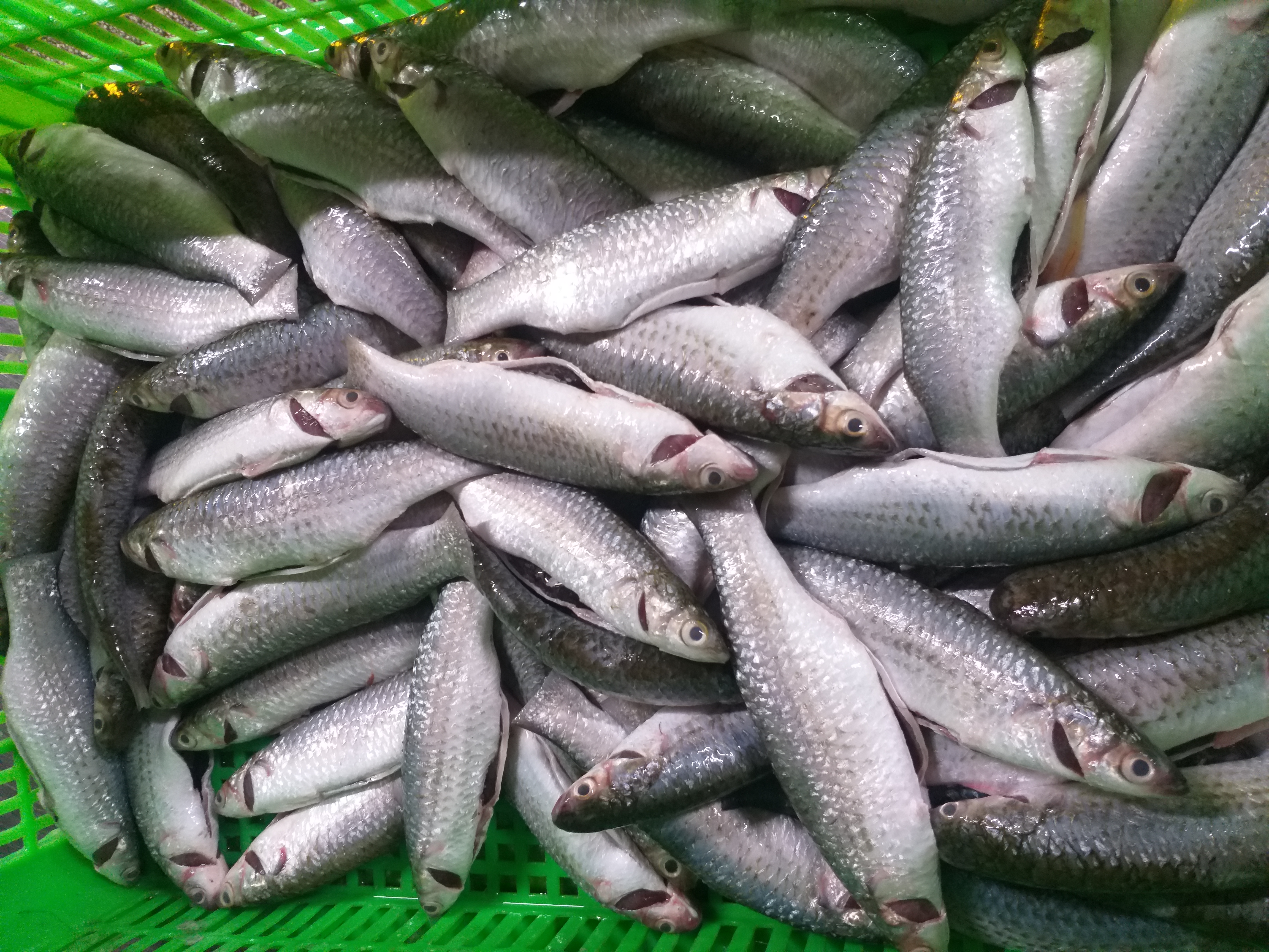 FROZEN MULLET WHOLE & WHOLE CLEANED