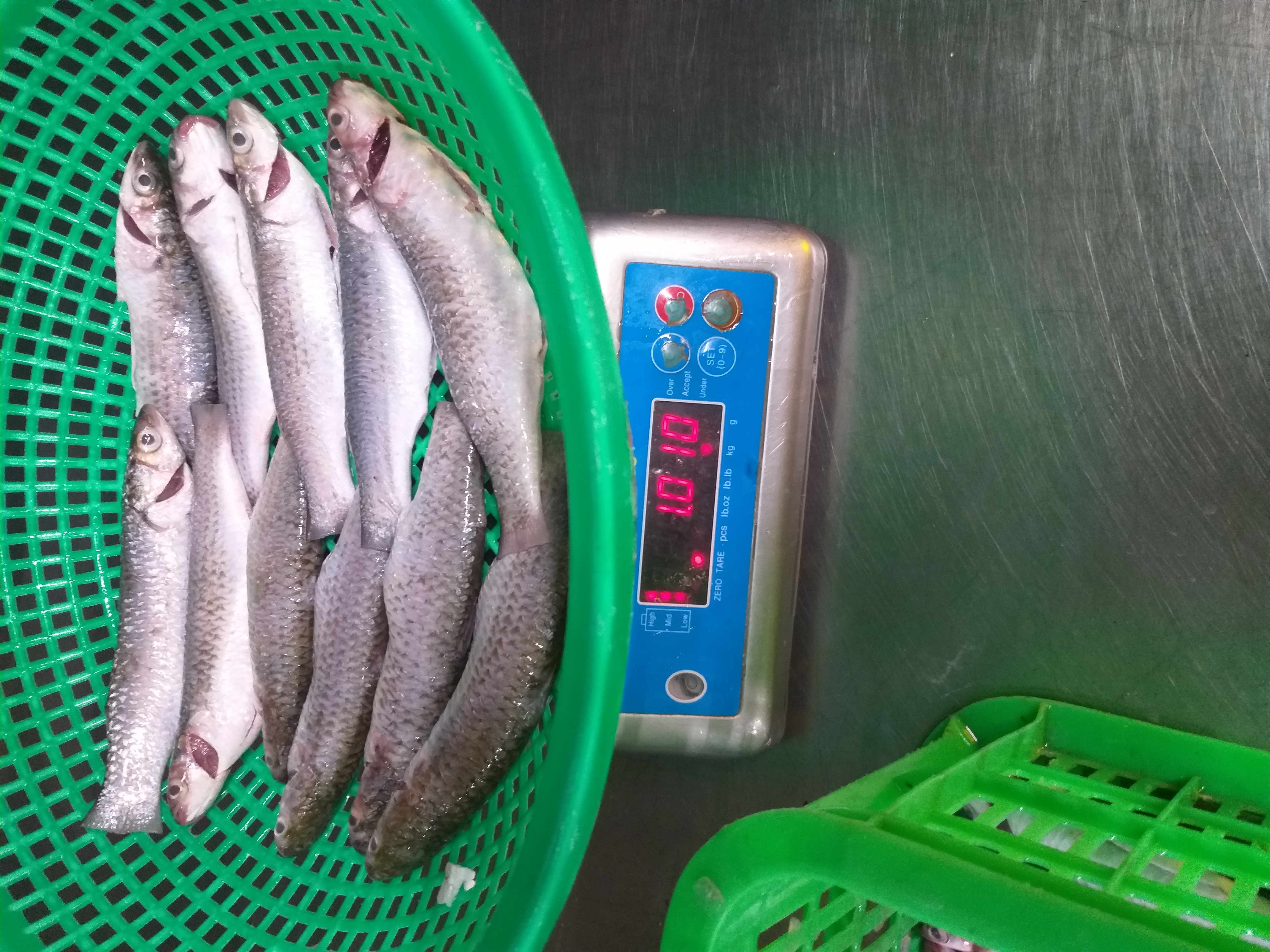 FROZEN MULLET WHOLE & WHOLE CLEANED