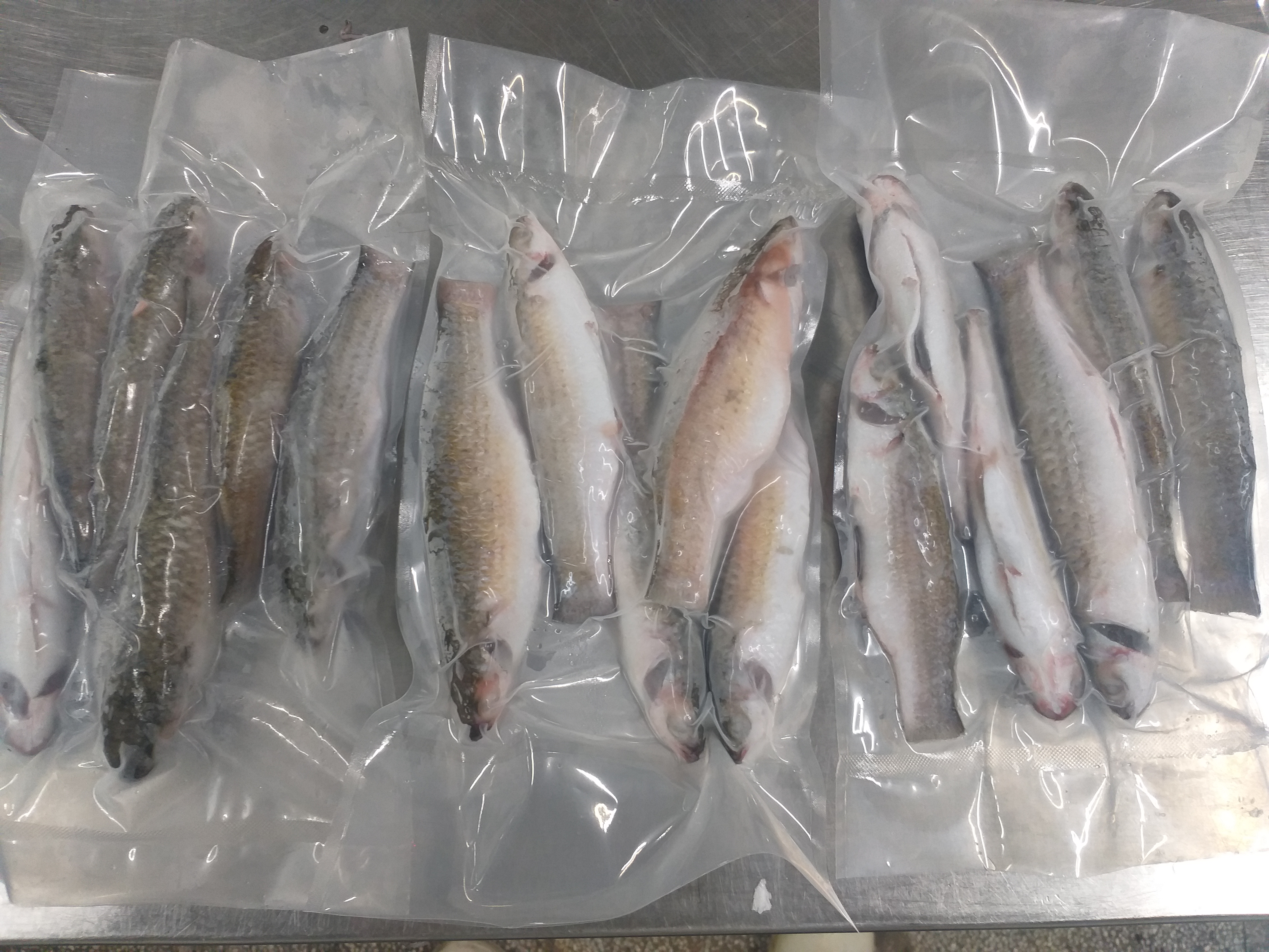 FROZEN MULLET WHOLE & WHOLE CLEANED