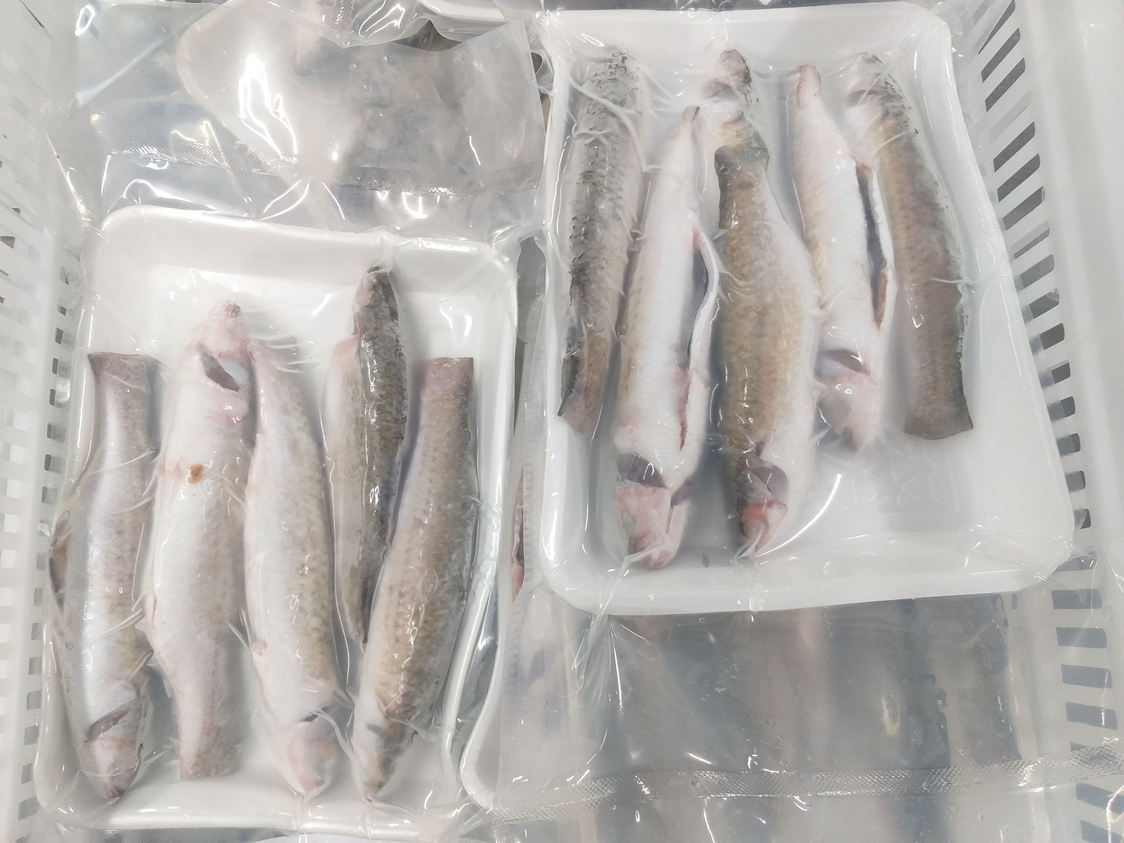 FROZEN MULLET WHOLE & WHOLE CLEANED