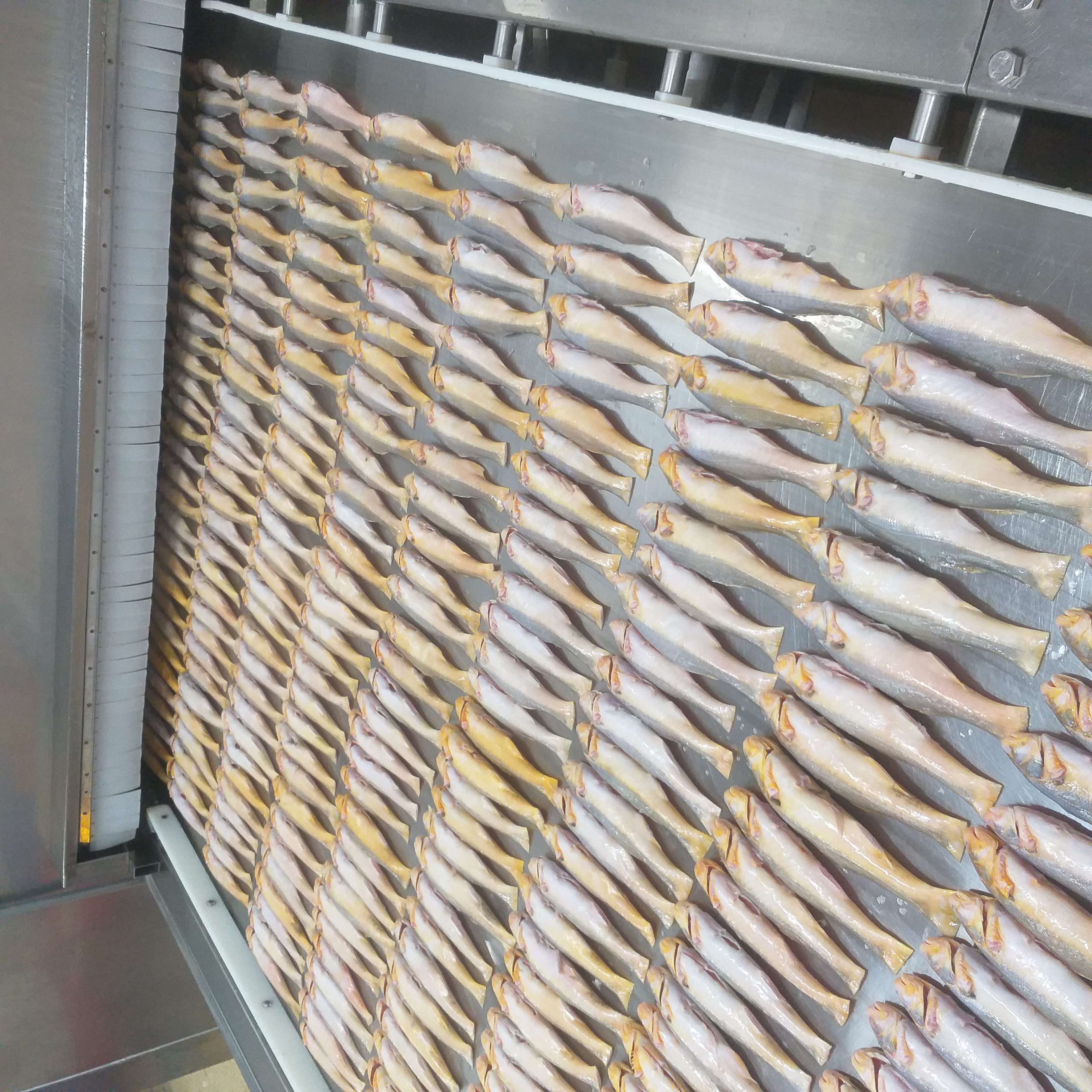 FROZEN TAPOSHI WHOLE CLEANED