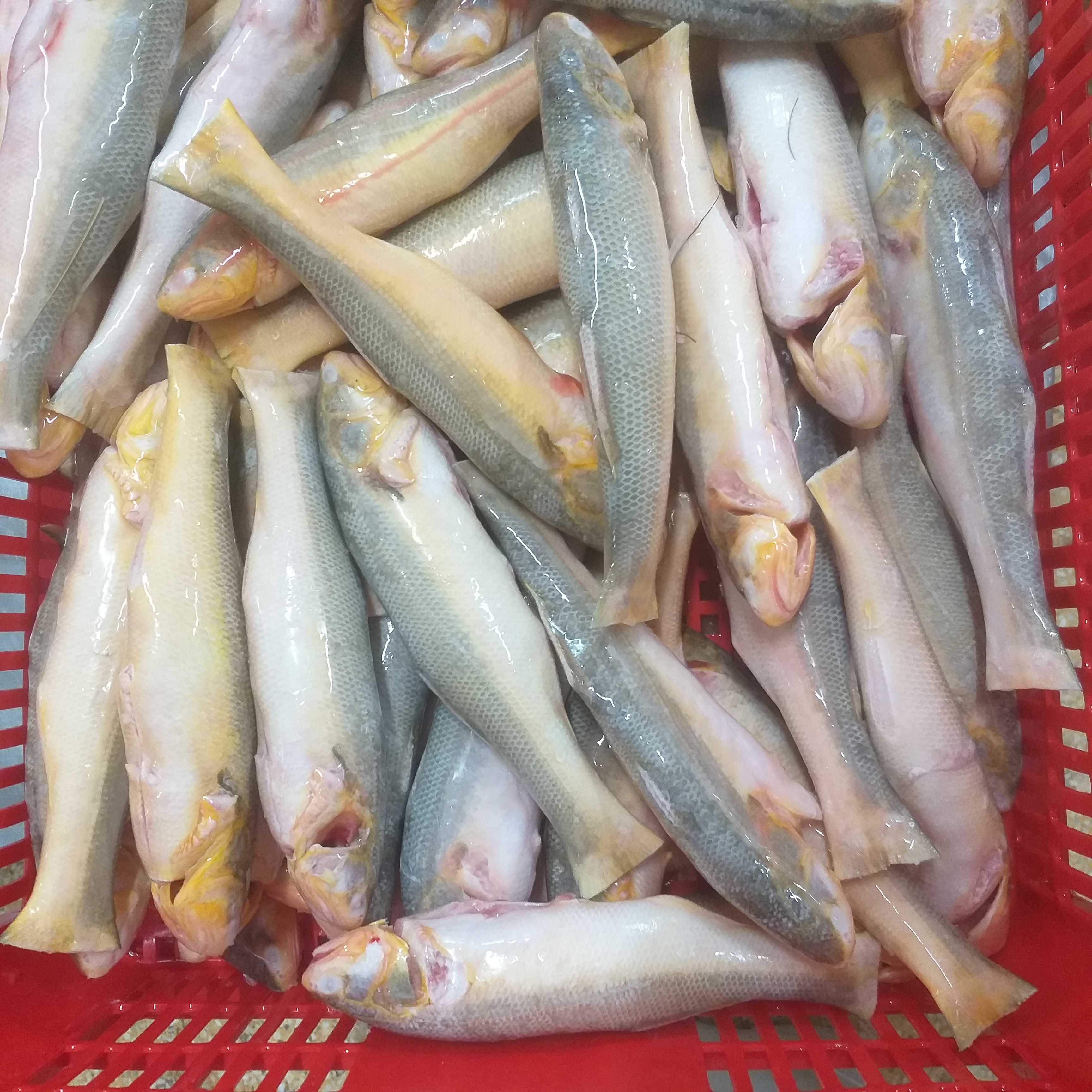 FROZEN TAPOSHI WHOLE CLEANED