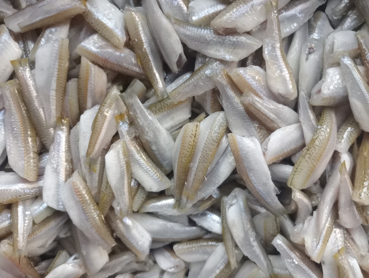 FROZEN SMELT FISH CLEANED