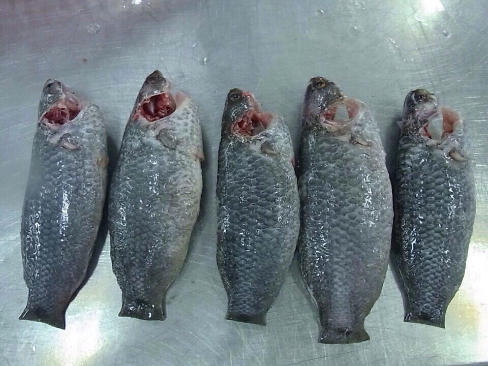 FROZEN CLIMBING FISH ( KOI )