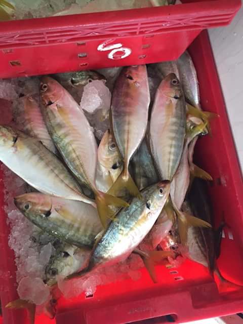 YELLOW TAIL SCAD FISH