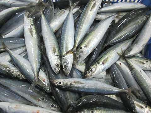 ROUND SCAD