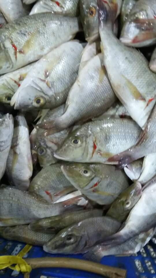 EMPEROR FISH