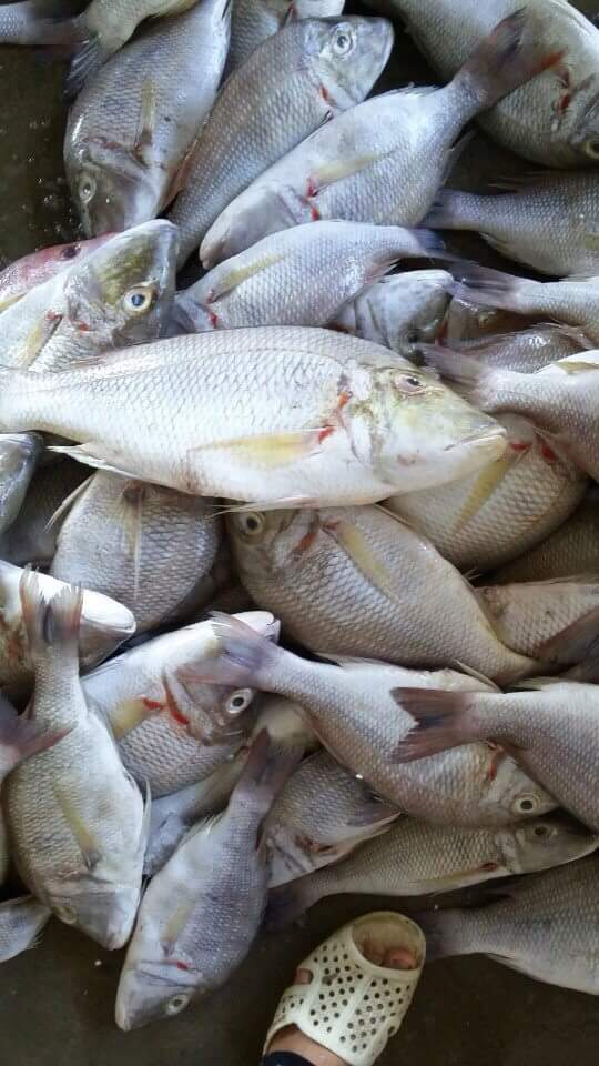 EMPEROR FISH