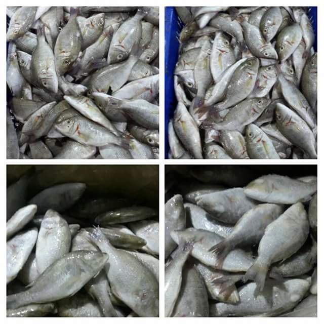 EMPEROR FISH