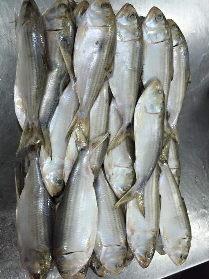 HILSA ILISHA