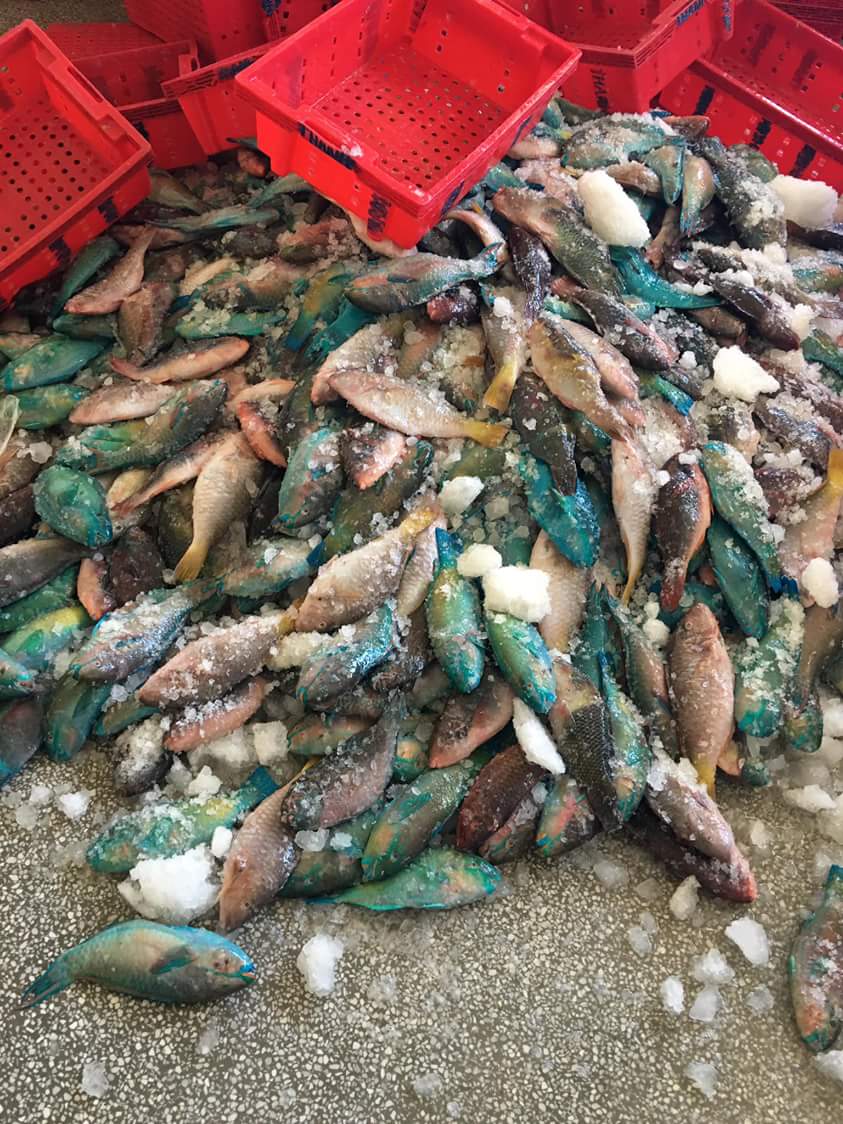 PARROT FISH