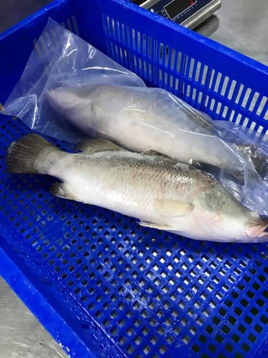 FROZEN BARRAMUNDI ( SEABASS ) FISH