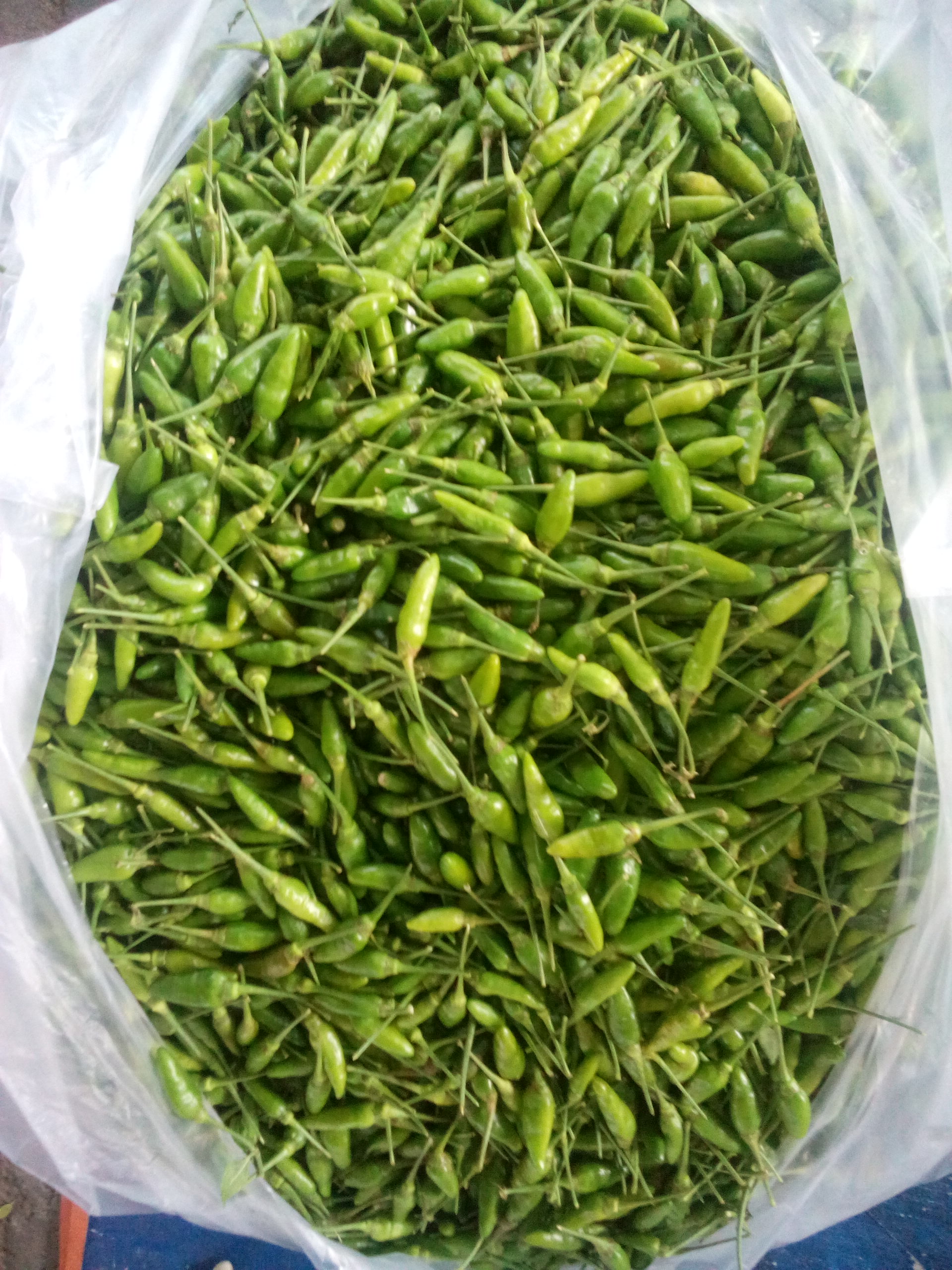 GREEN HOT CHILLI