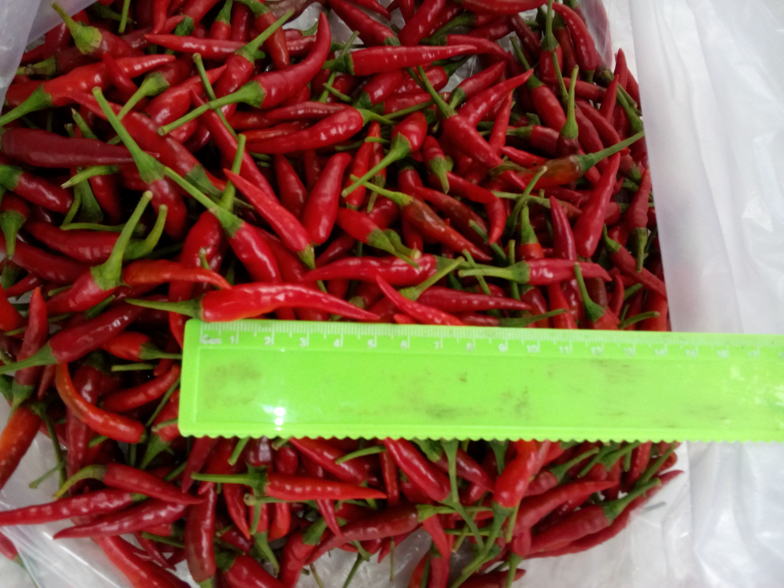 RED HOT CHILLI