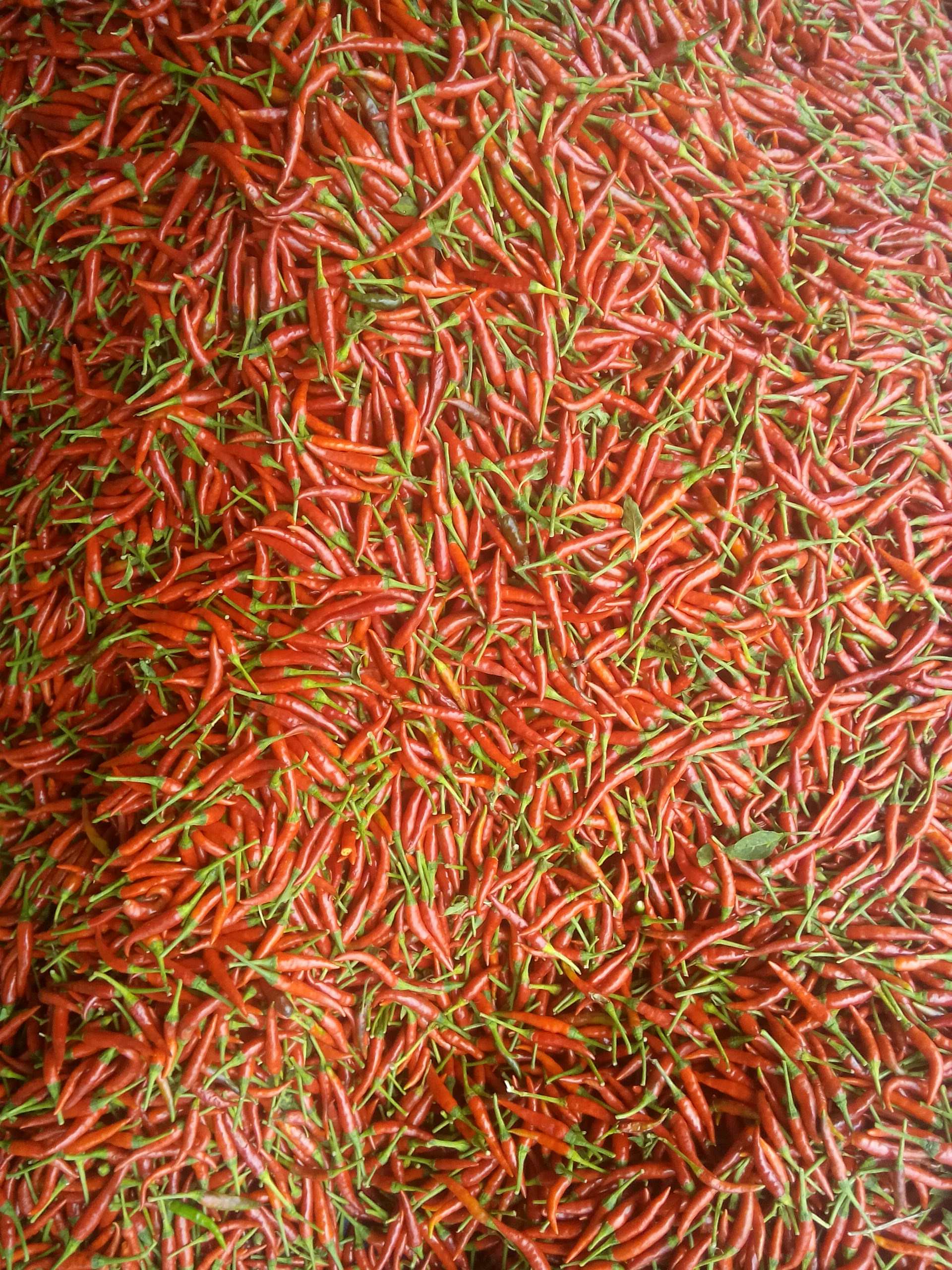 RED HOT CHILLI