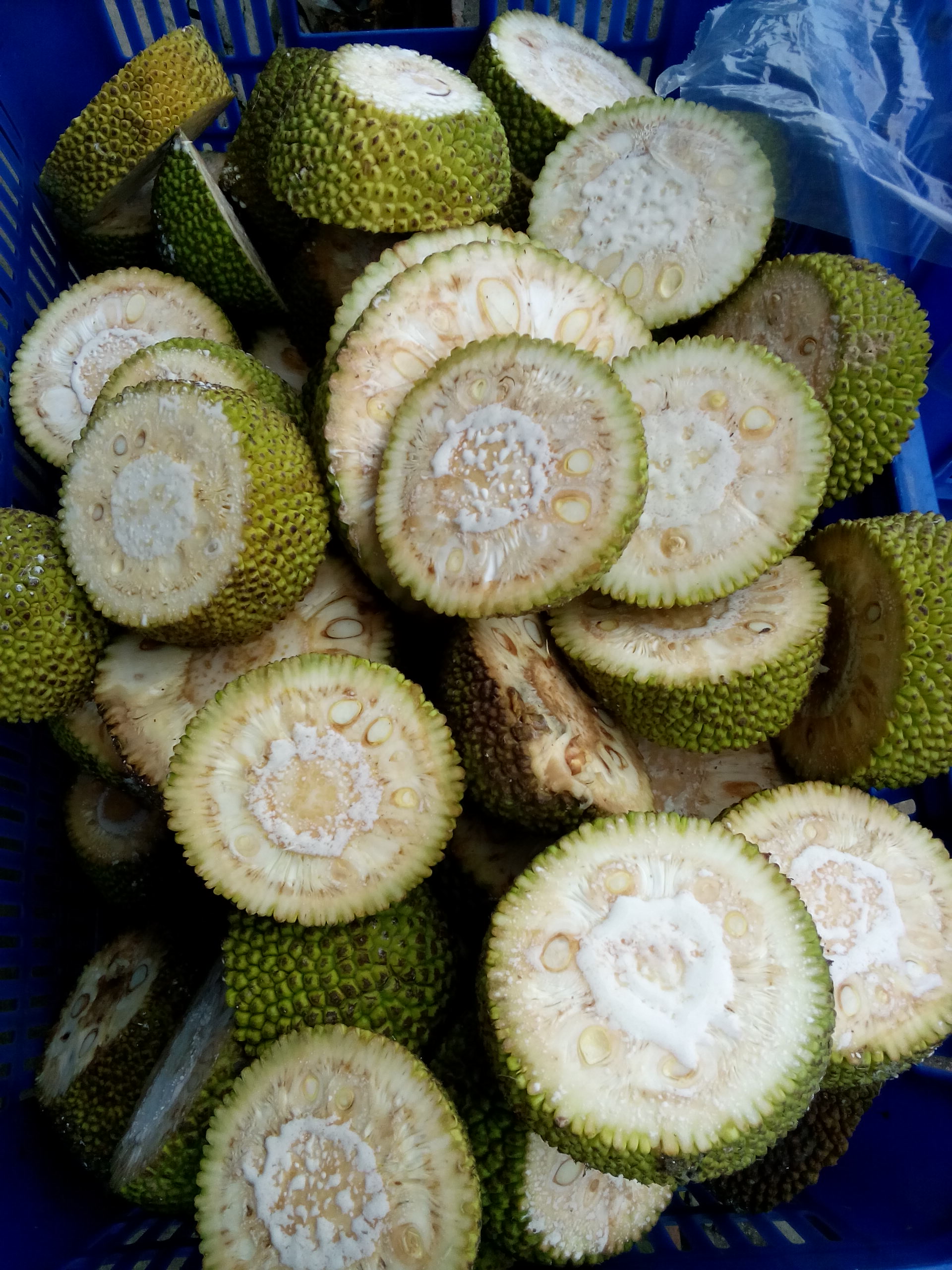 GREEN JACKFRUIT