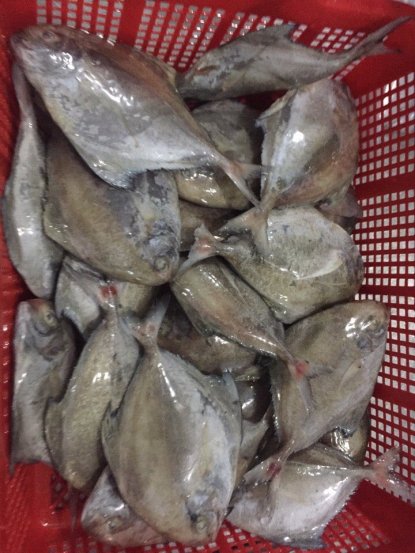 POMFRET FISH