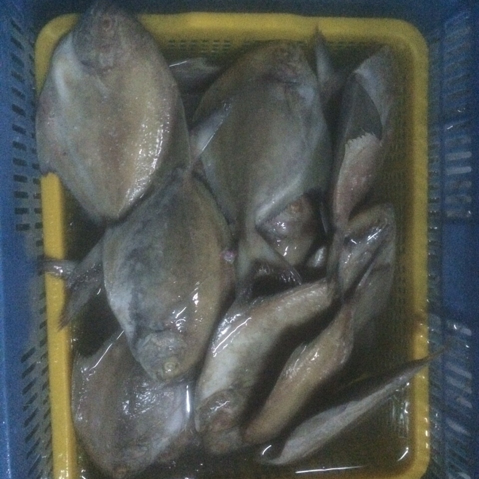 POMFRET FISH