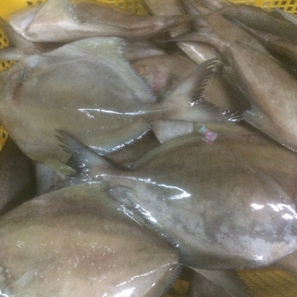 POMFRET FISH