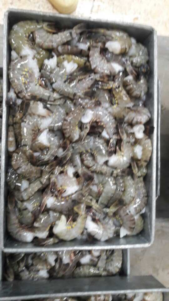 BLACK TIGER SHRIMP