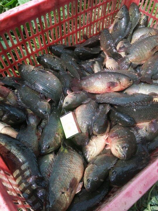 FROZEN CLIMBING FISH ( KOI )
