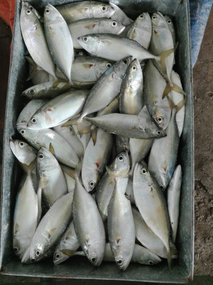 SHORT BODY MACKEREL