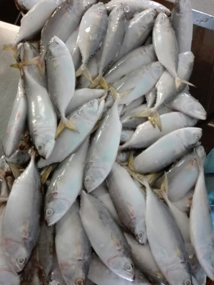 SHORT BODY MACKEREL