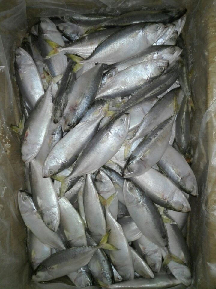 SHORT BODY MACKEREL