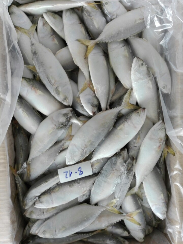 SHORT BODY MACKEREL