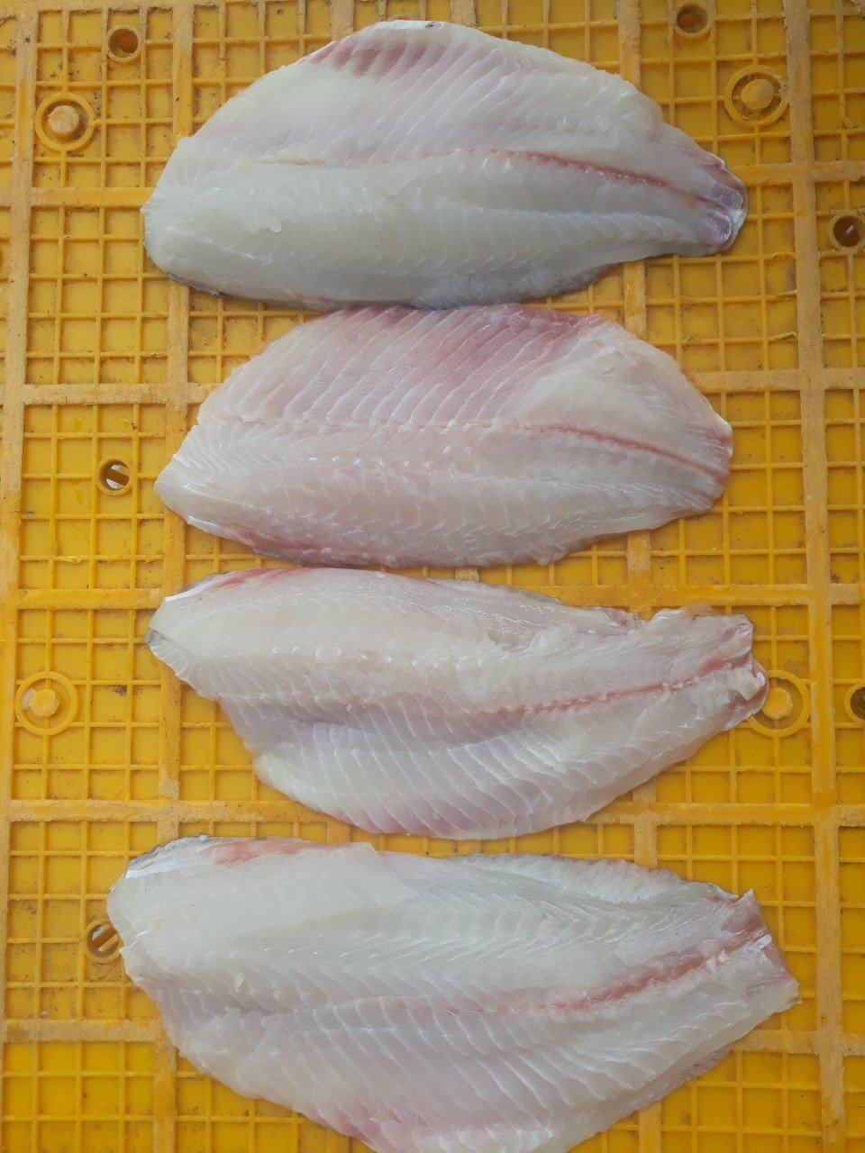 WHOLE CLEAN TILAPIA