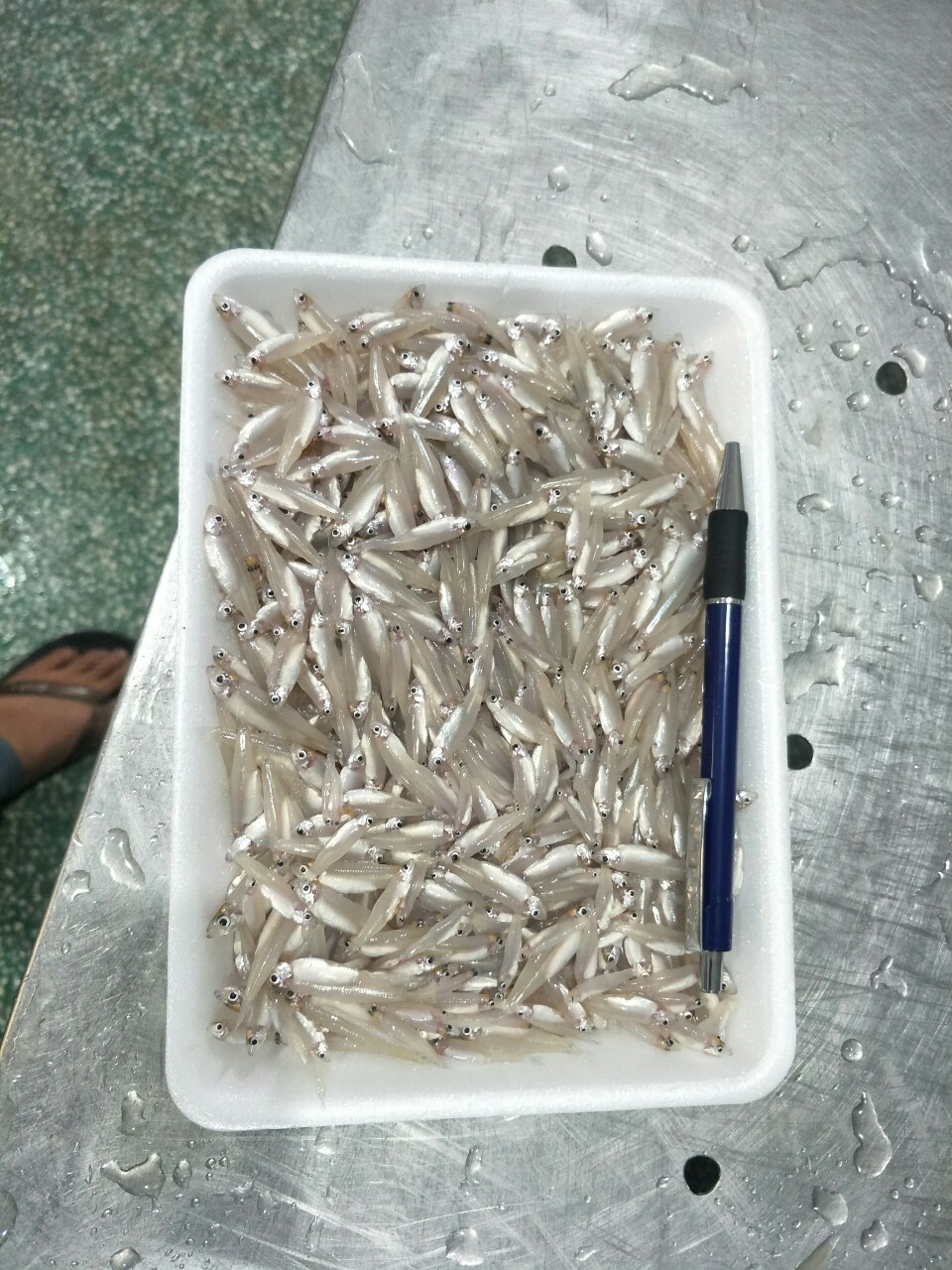 FROZEN WHOLE KESKI