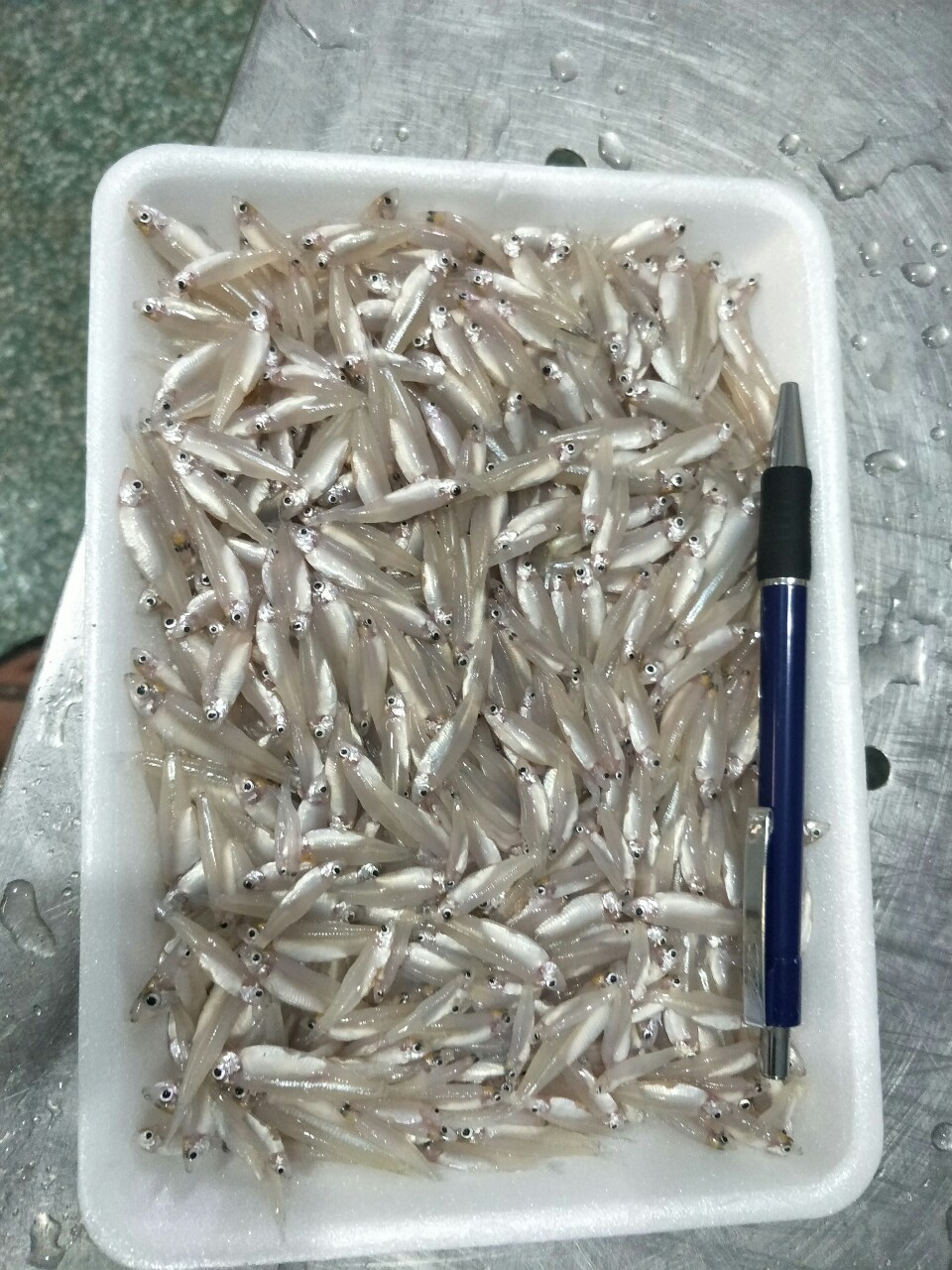 FROZEN WHOLE KESKI