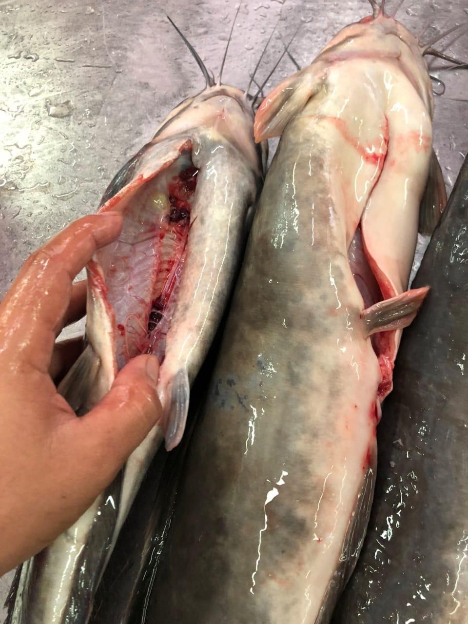 FROZEN CATFISH GUTTED