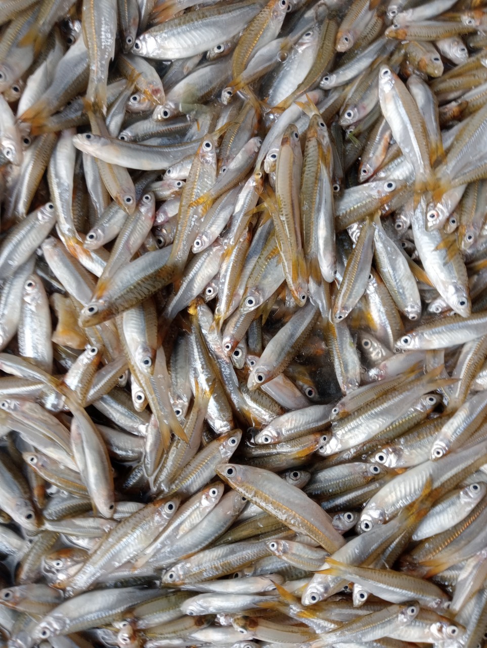 FROZEN SMELT FISH CLEANED