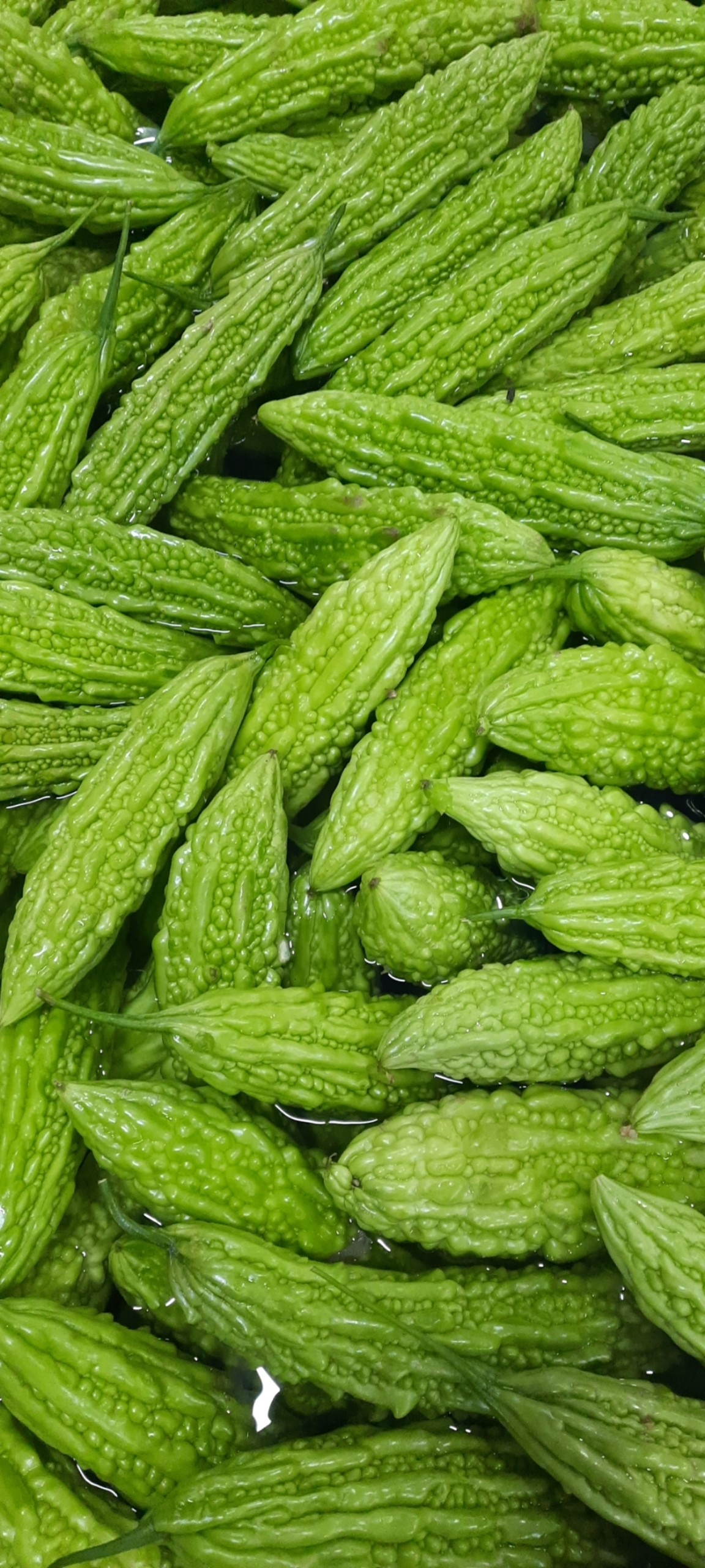 FROZEN BITTER MELON CHUNK & SCLICED