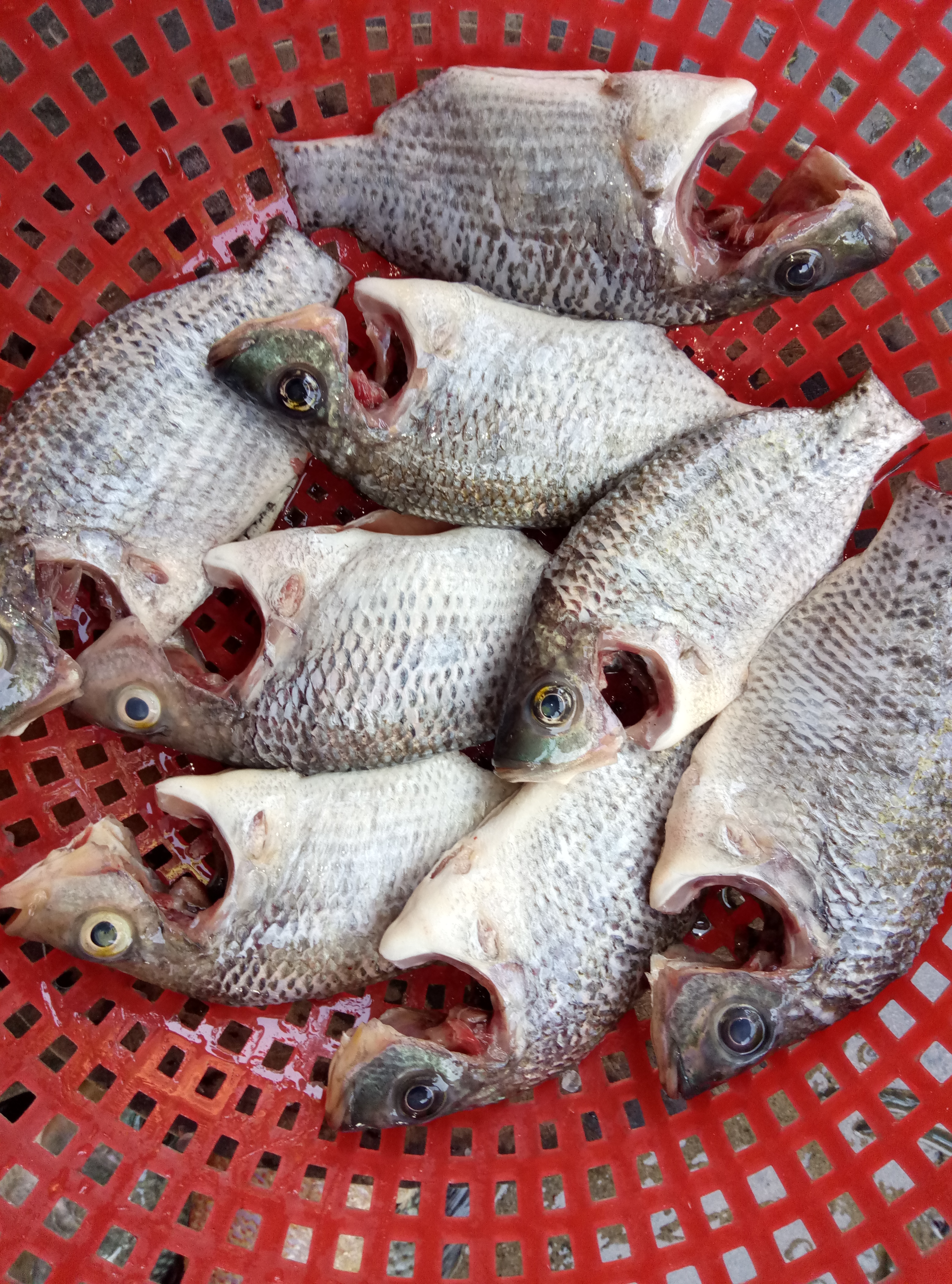 WHOLE CLEAN TILAPIA