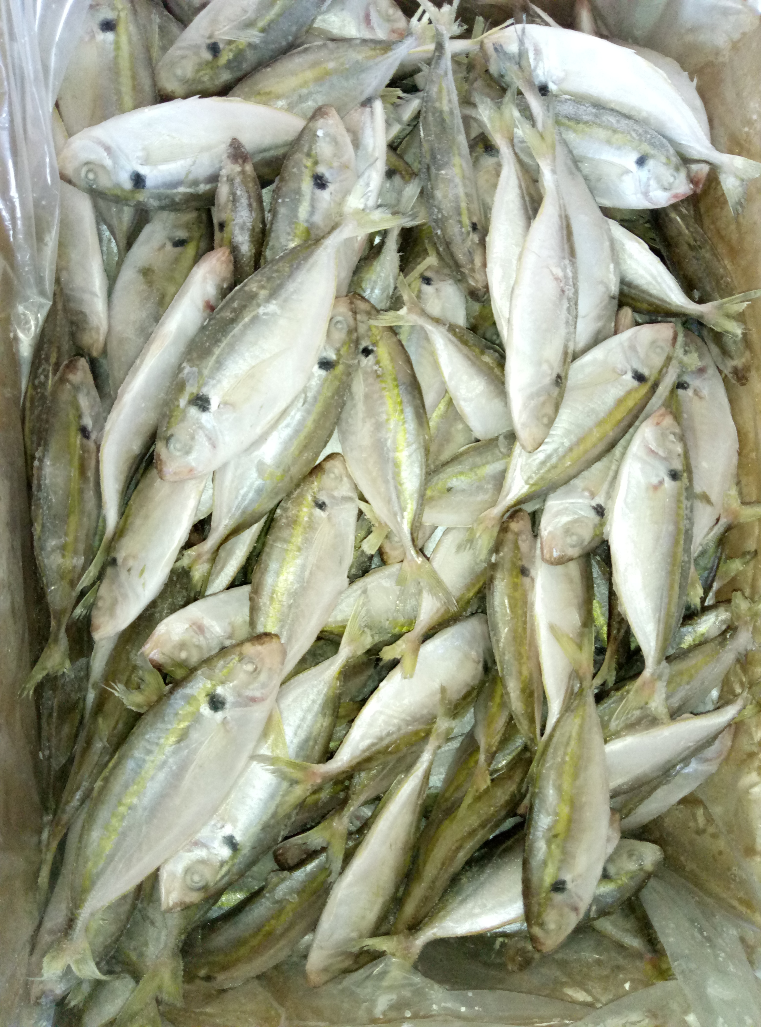 FROZEN YELLOW STRIPE TREVALLY