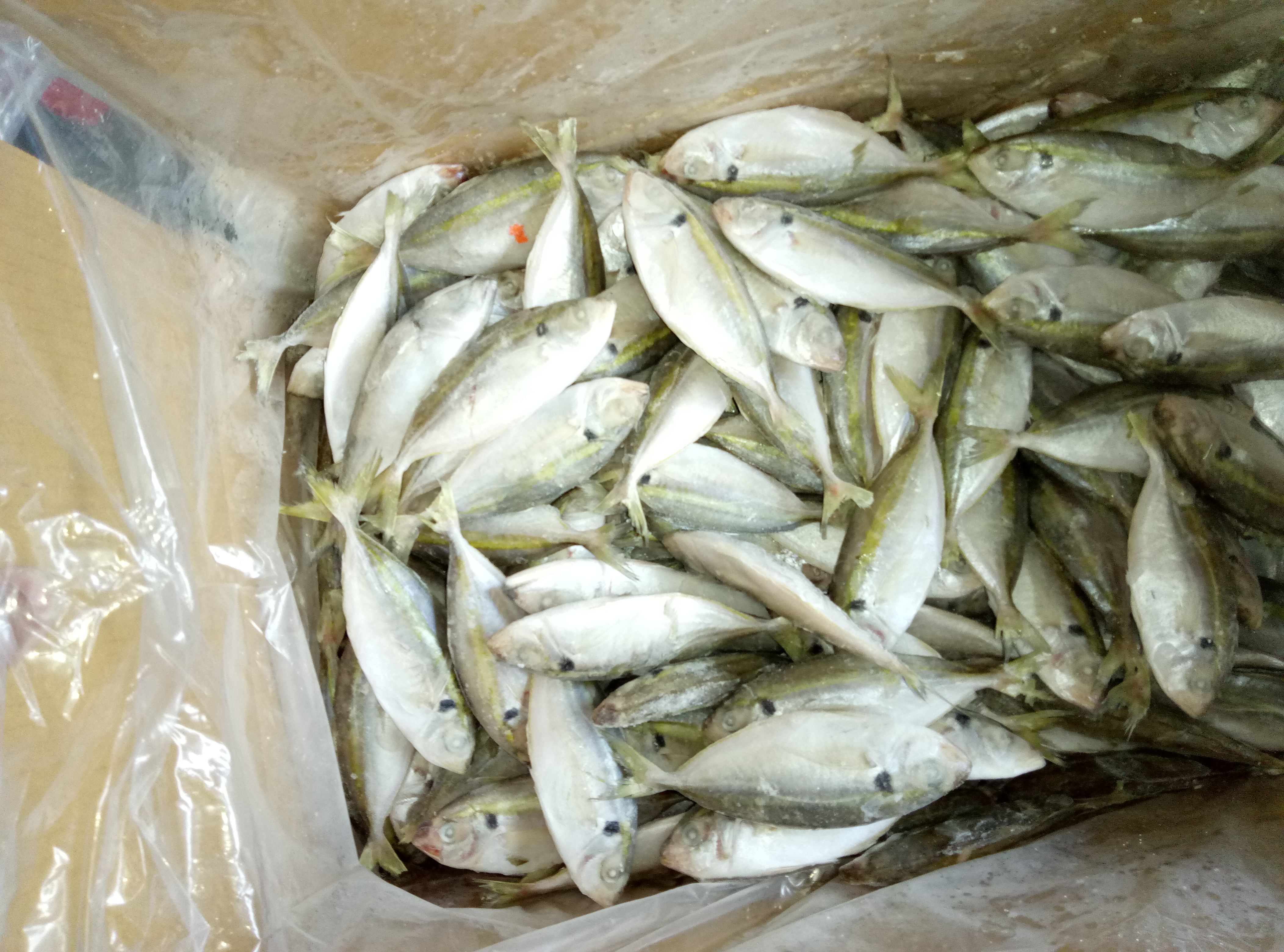 FROZEN YELLOW STRIPE TREVALLY