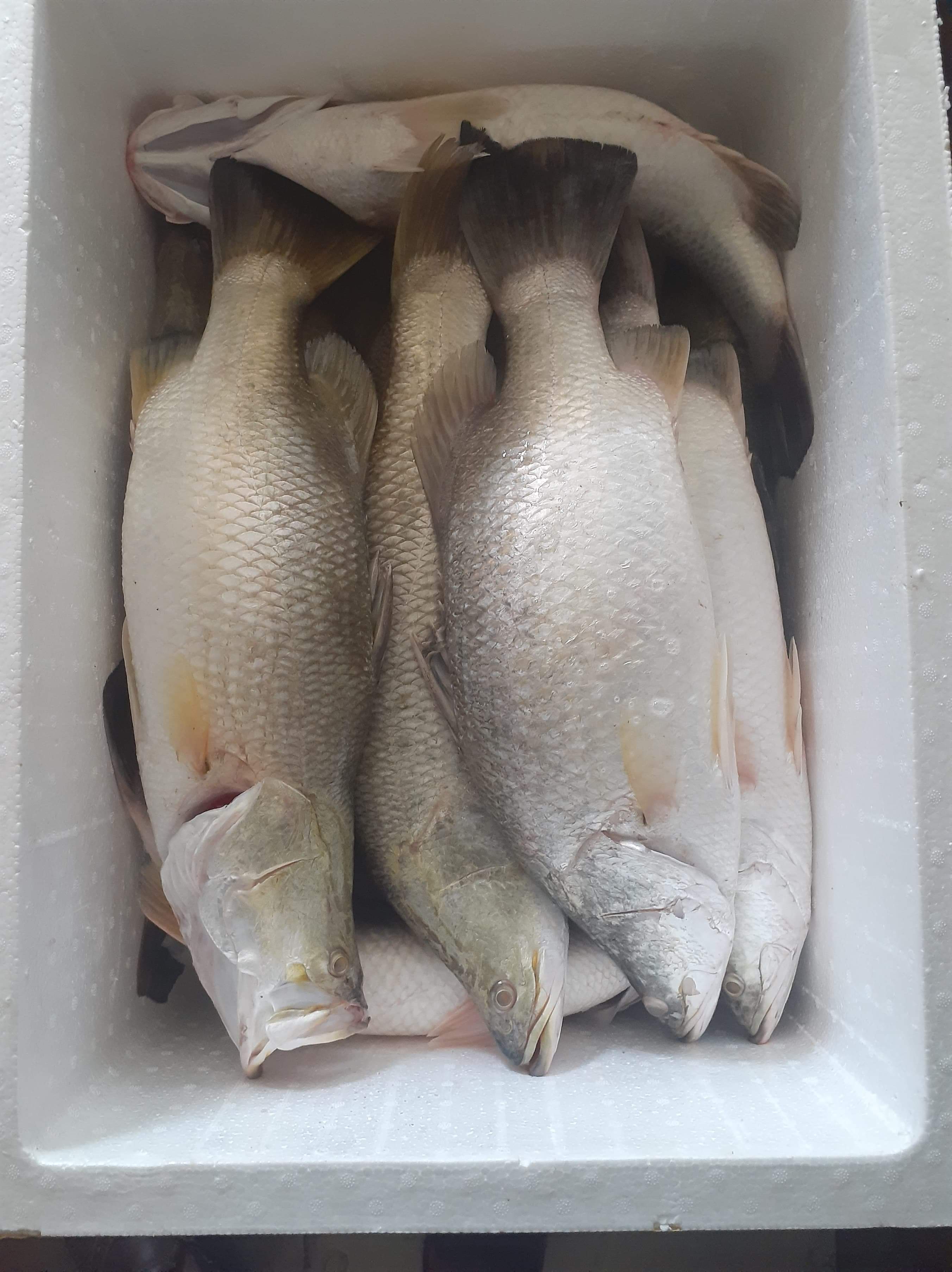 FROZEN BARRAMUNDI ( SEABASS ) FISH